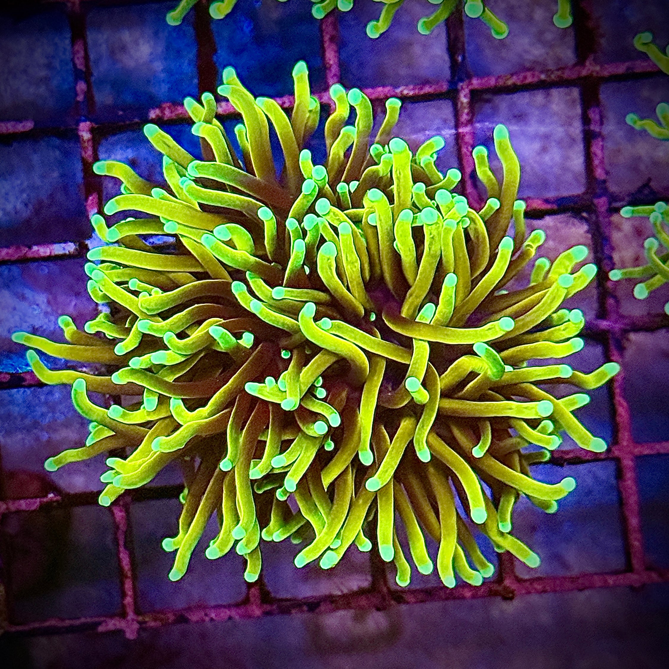 Dragon Soul Gold Torch Coral R5B1