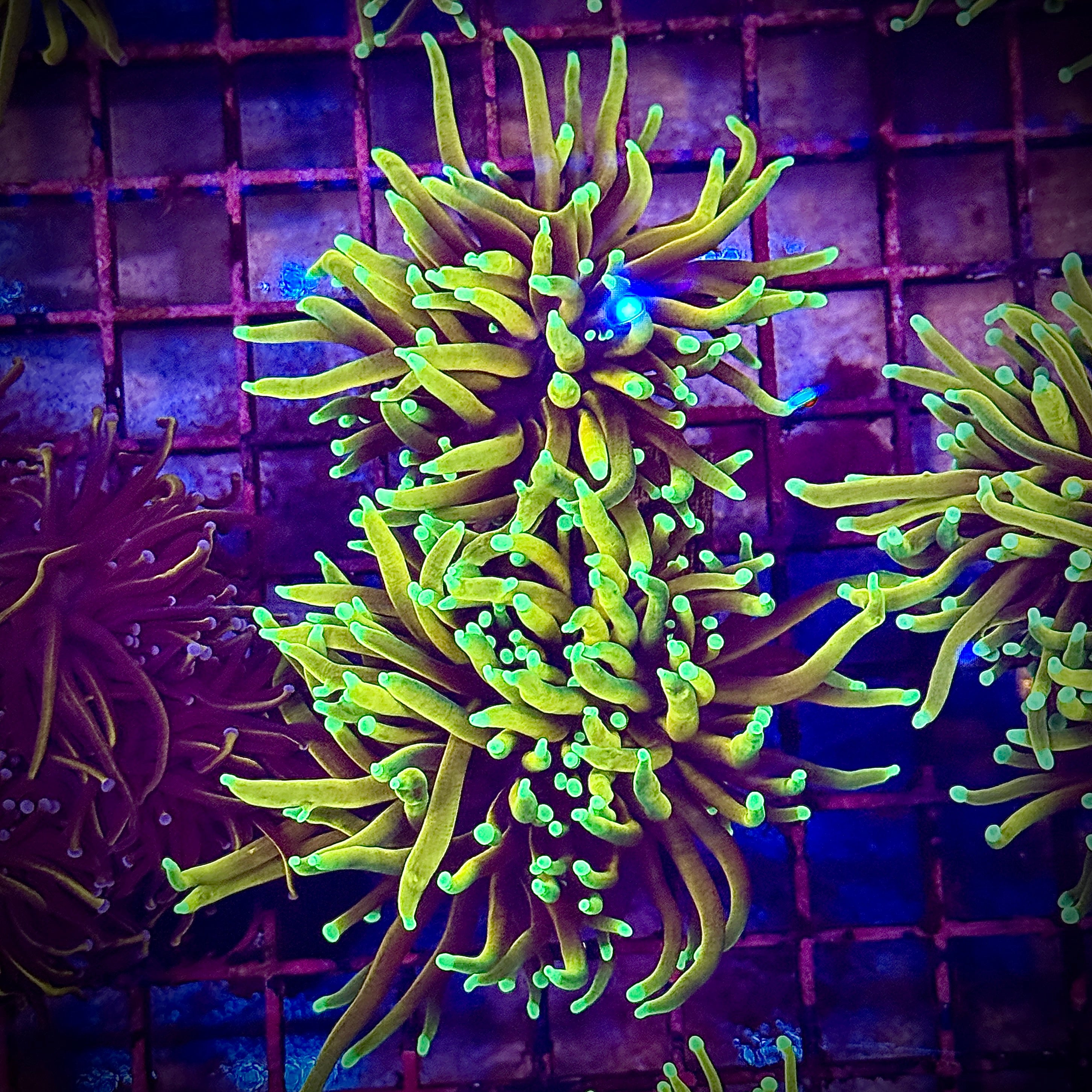 HellFire Gold Torch Coral R5B3