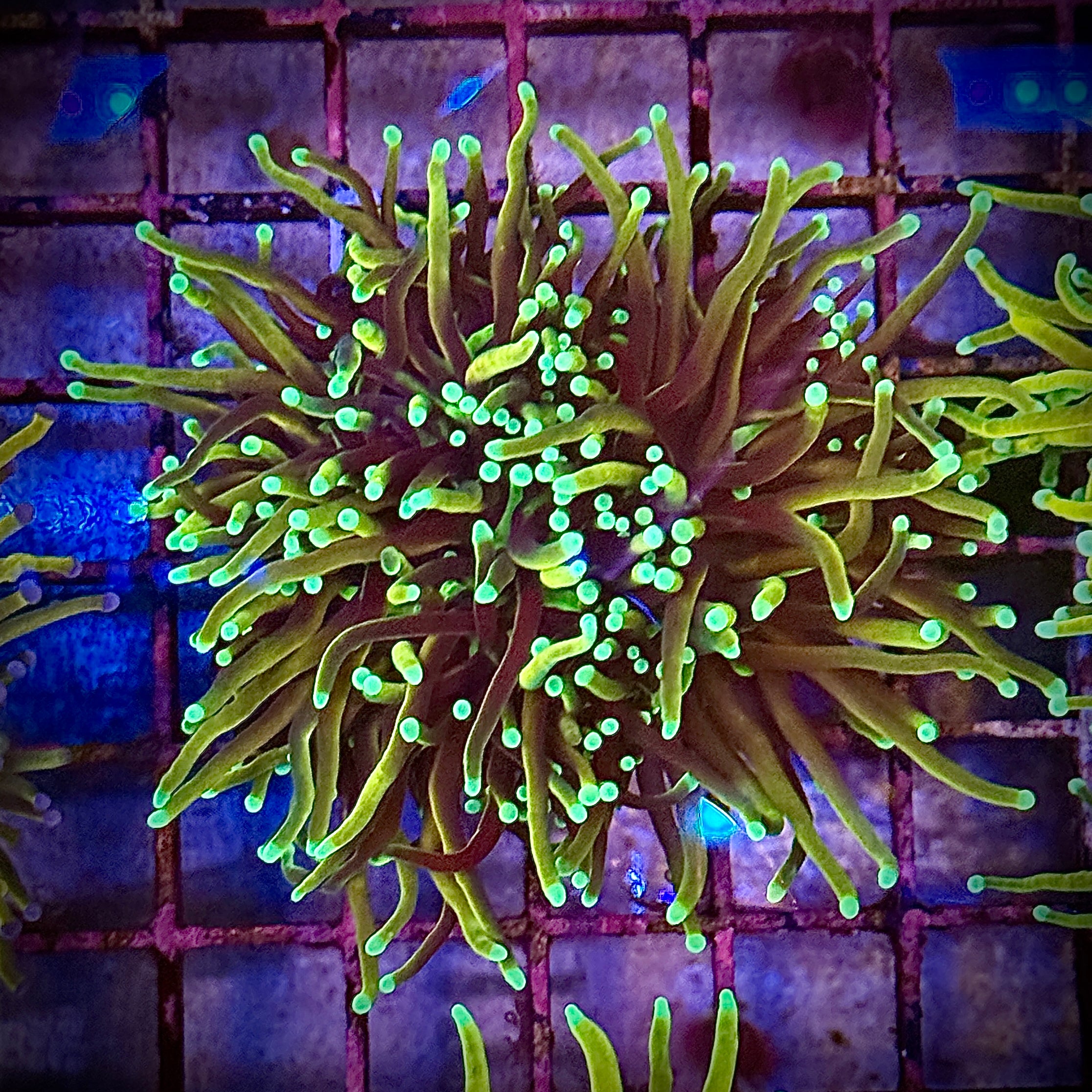 HellFire Gold Torch Coral R5B4