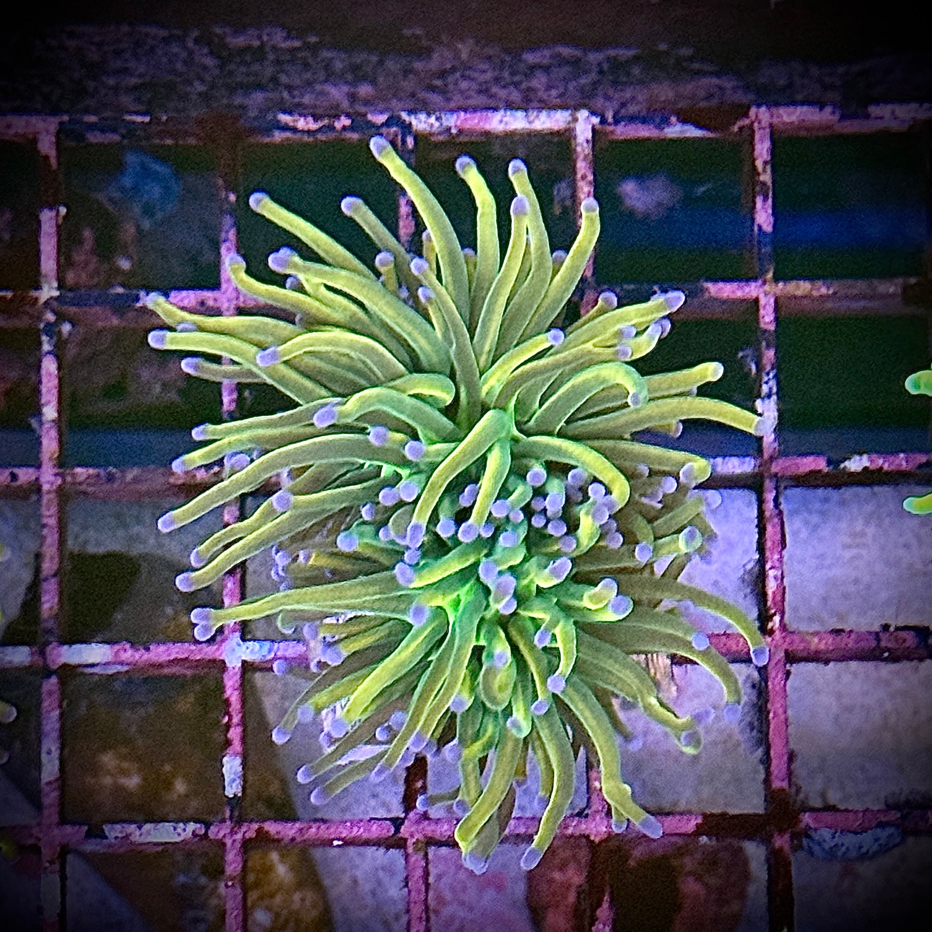 Dragon Tamer Gold Torch Coral R5B7