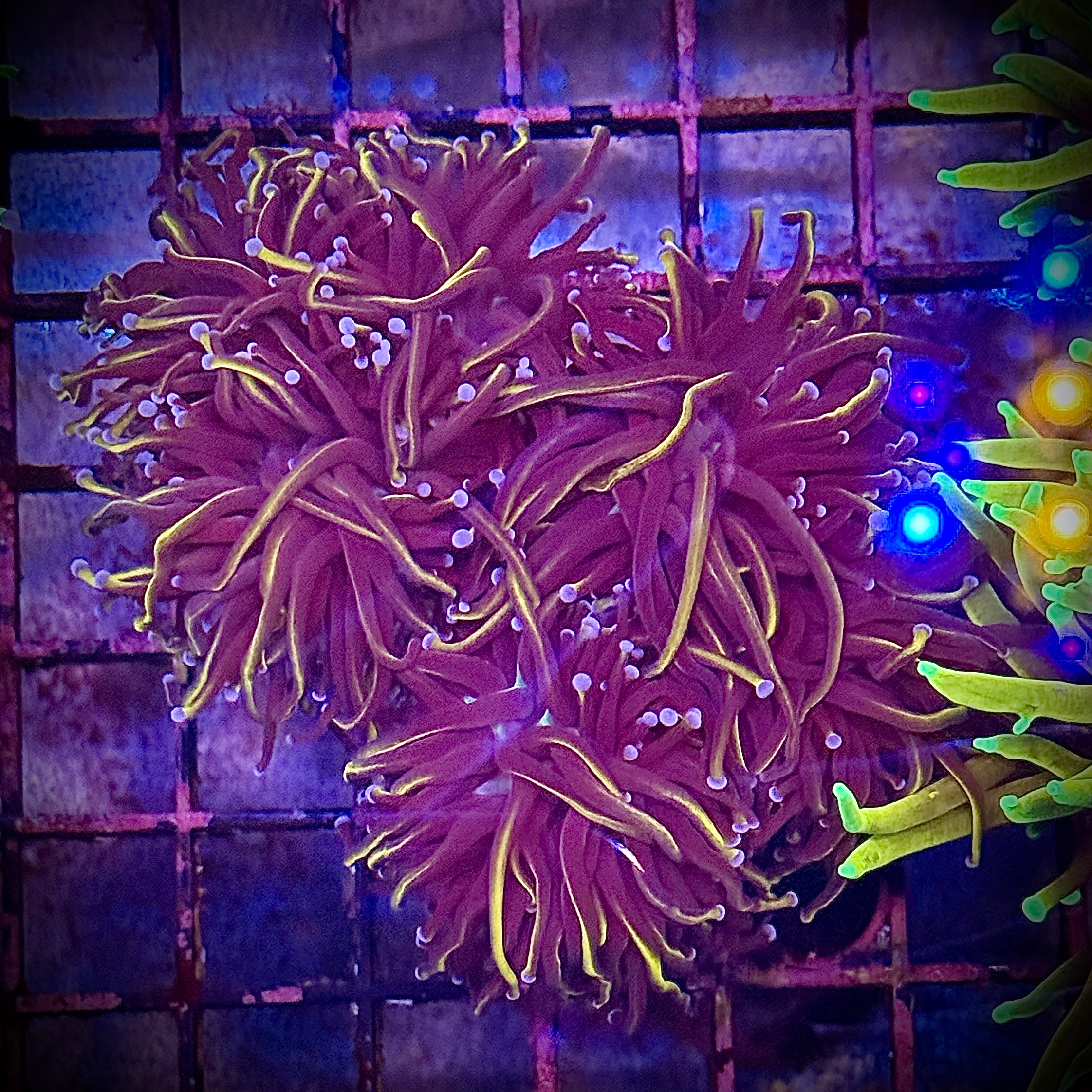 Ultra Wolverine Gold Torch Coral R5A3