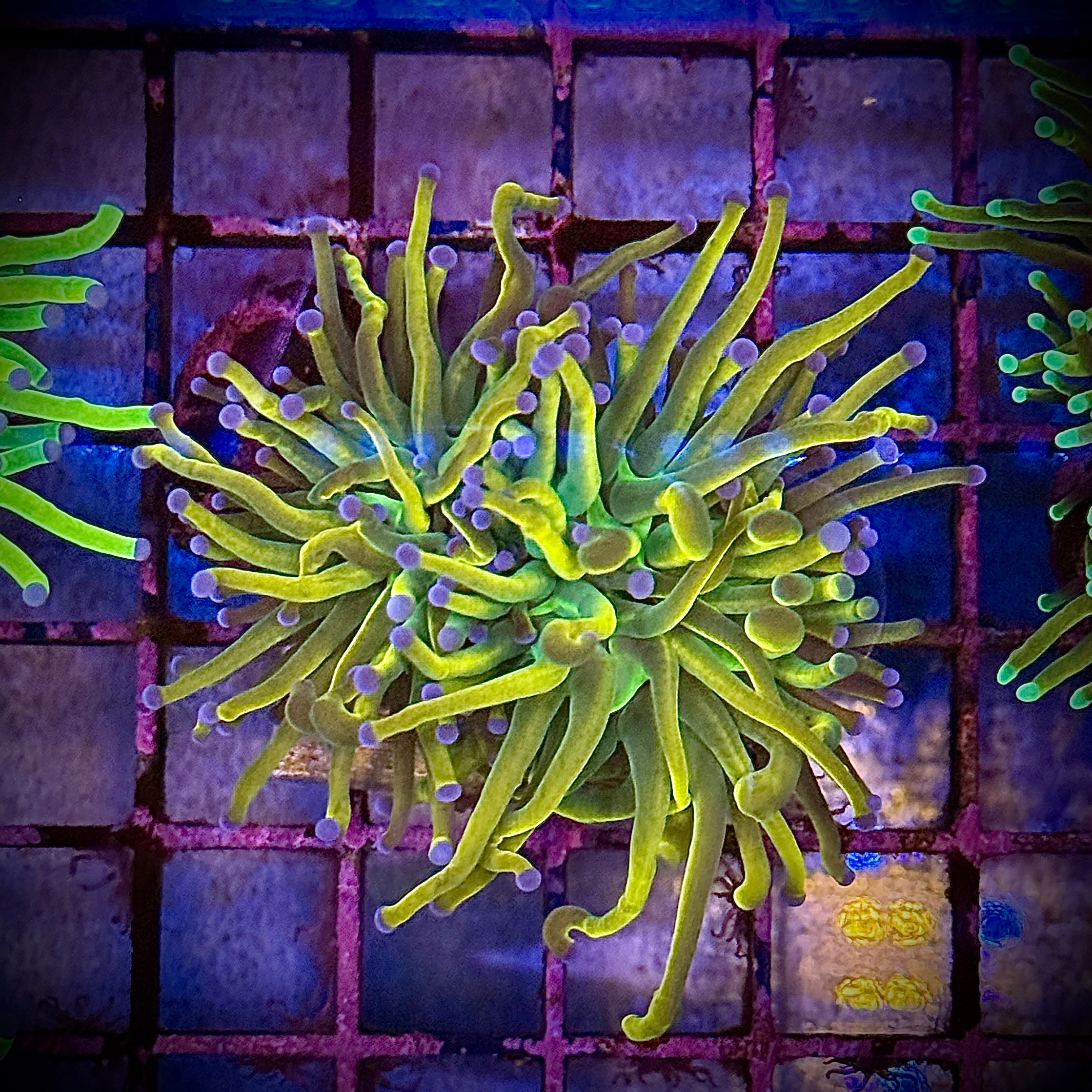 Dragon Tamer Gold Torch Coral R5A4