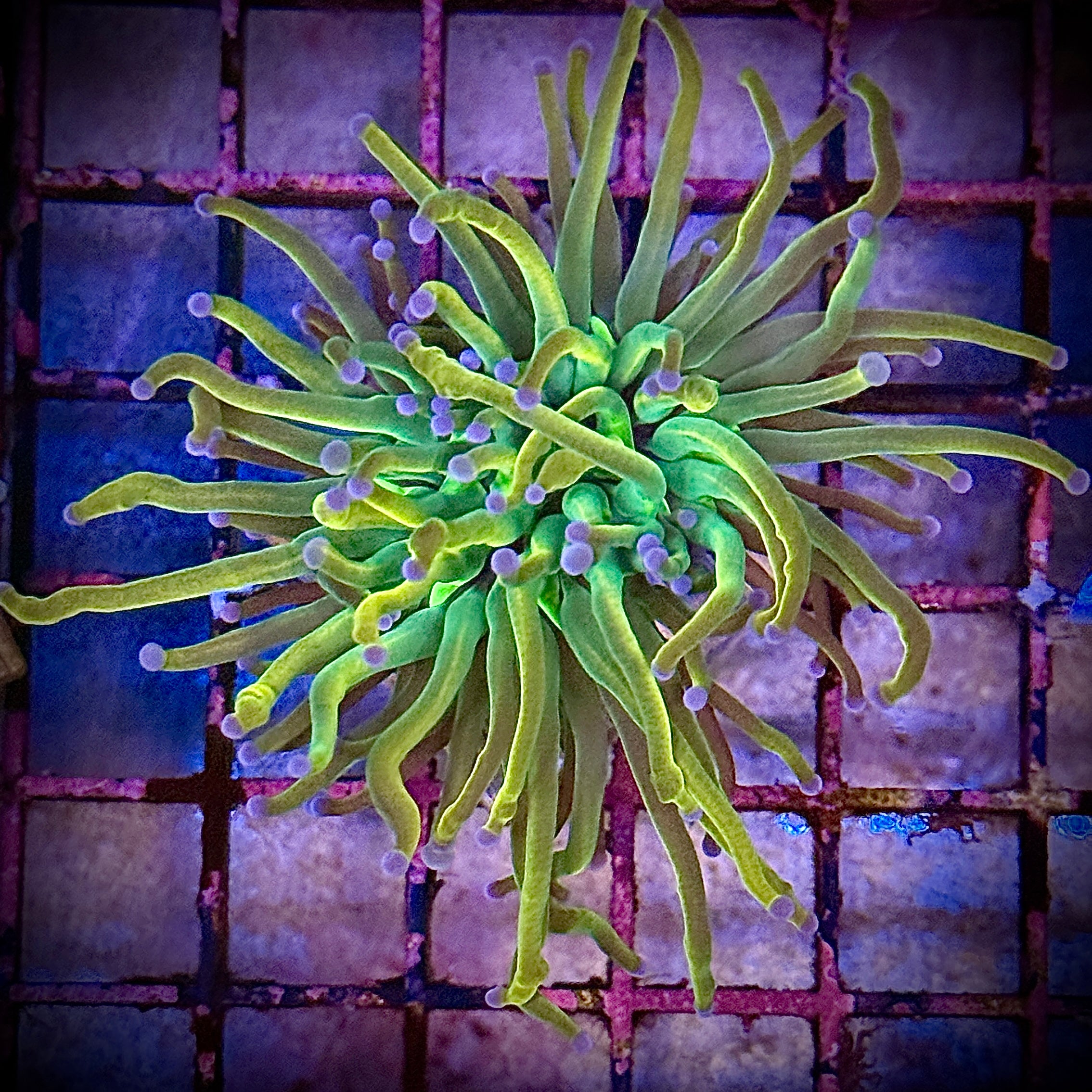 Dragon Tamer Gold Torch Coral R5A5