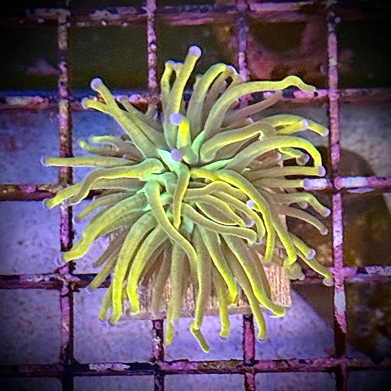 Dragon Tamer Gold Torch Coral R5A7