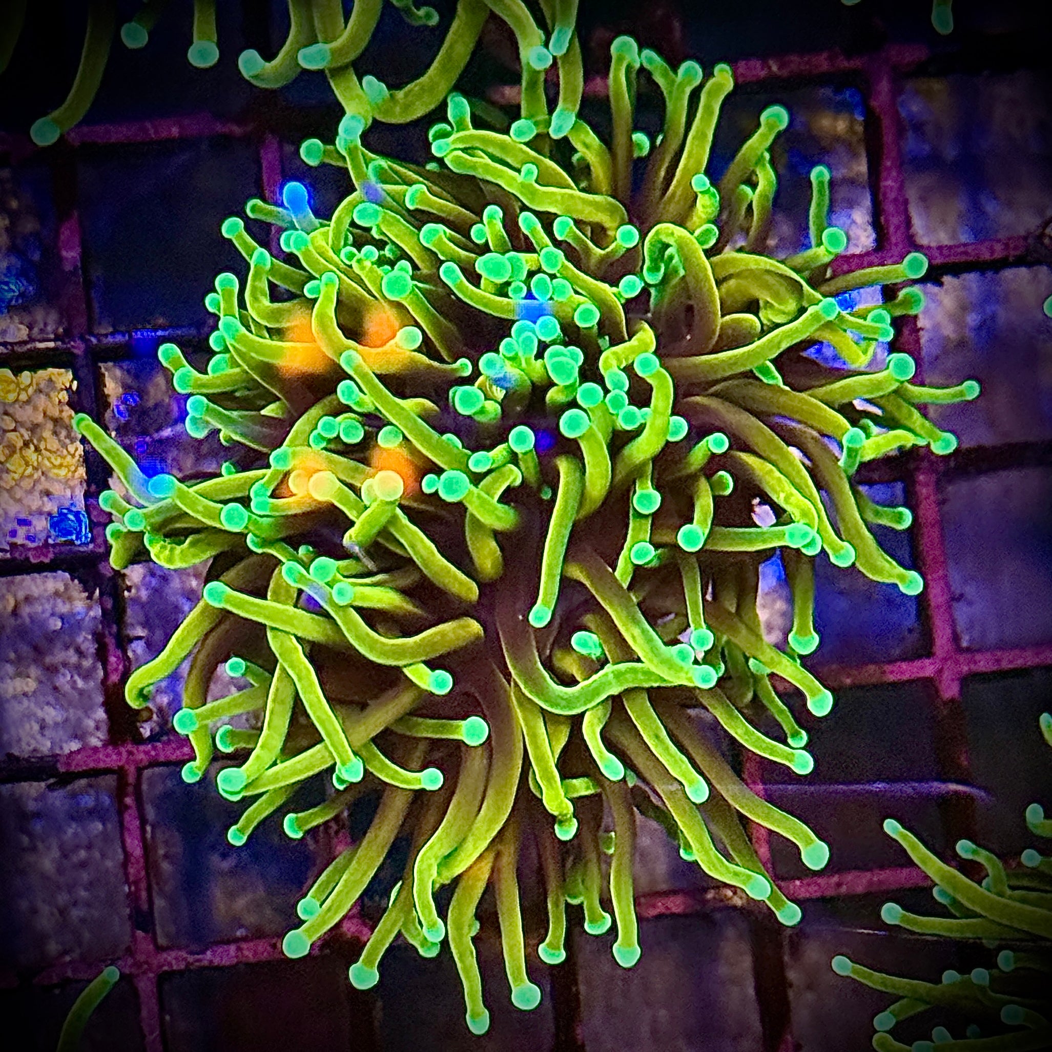 HellFire Gold Torch Coral R5C2