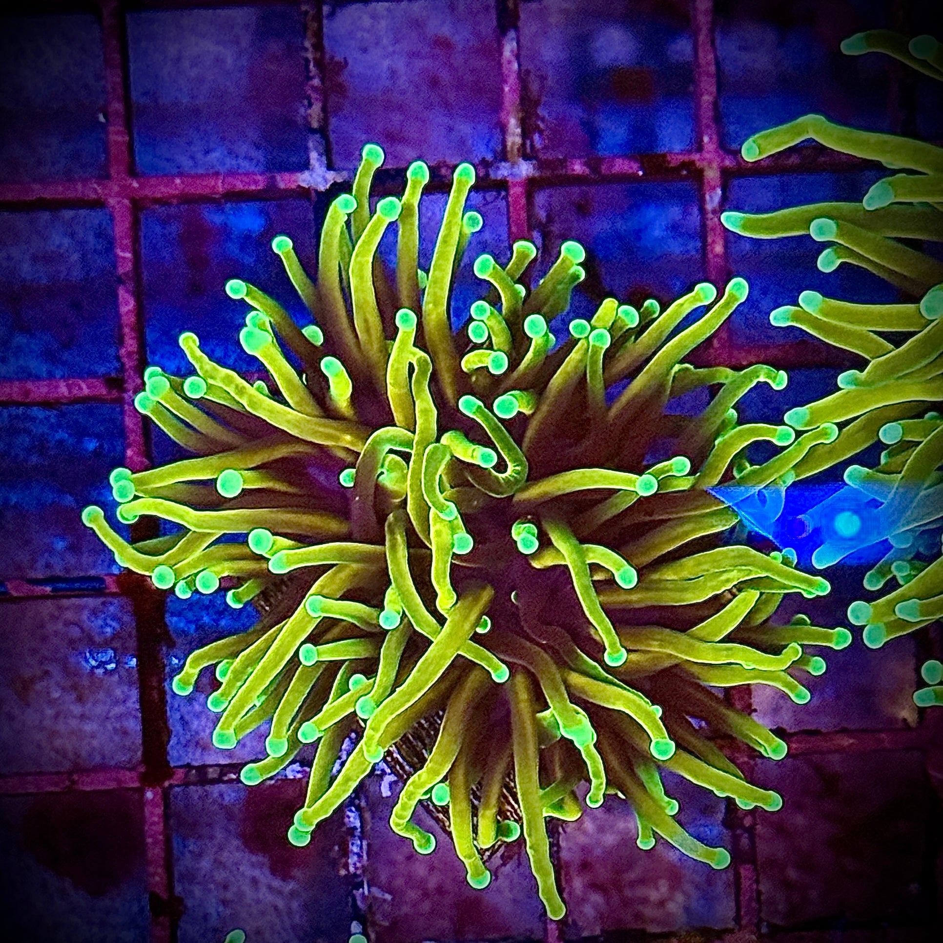 HellFire Gold Torch Coral R5C5