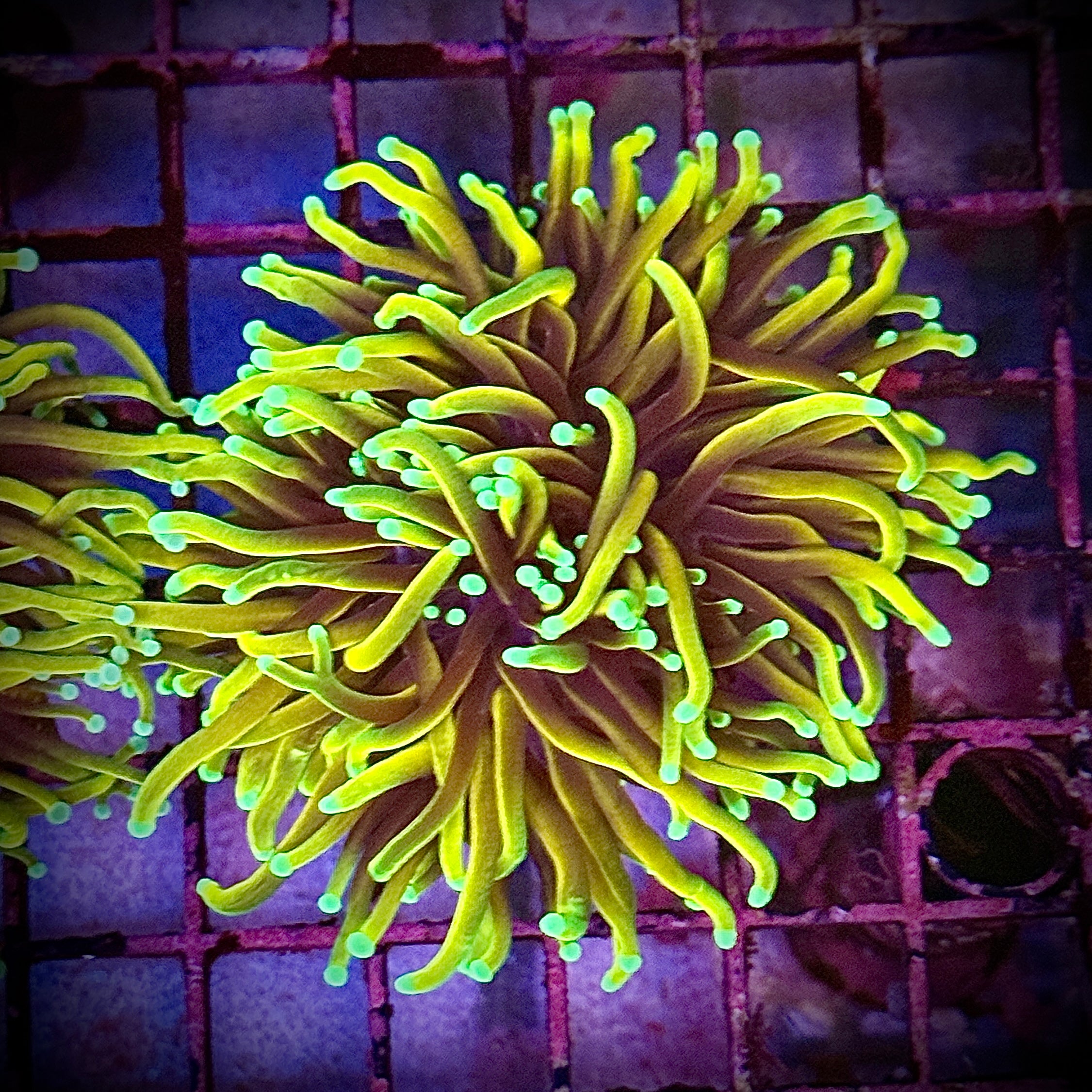 Dragon Soul Gold Torch Coral R5C6