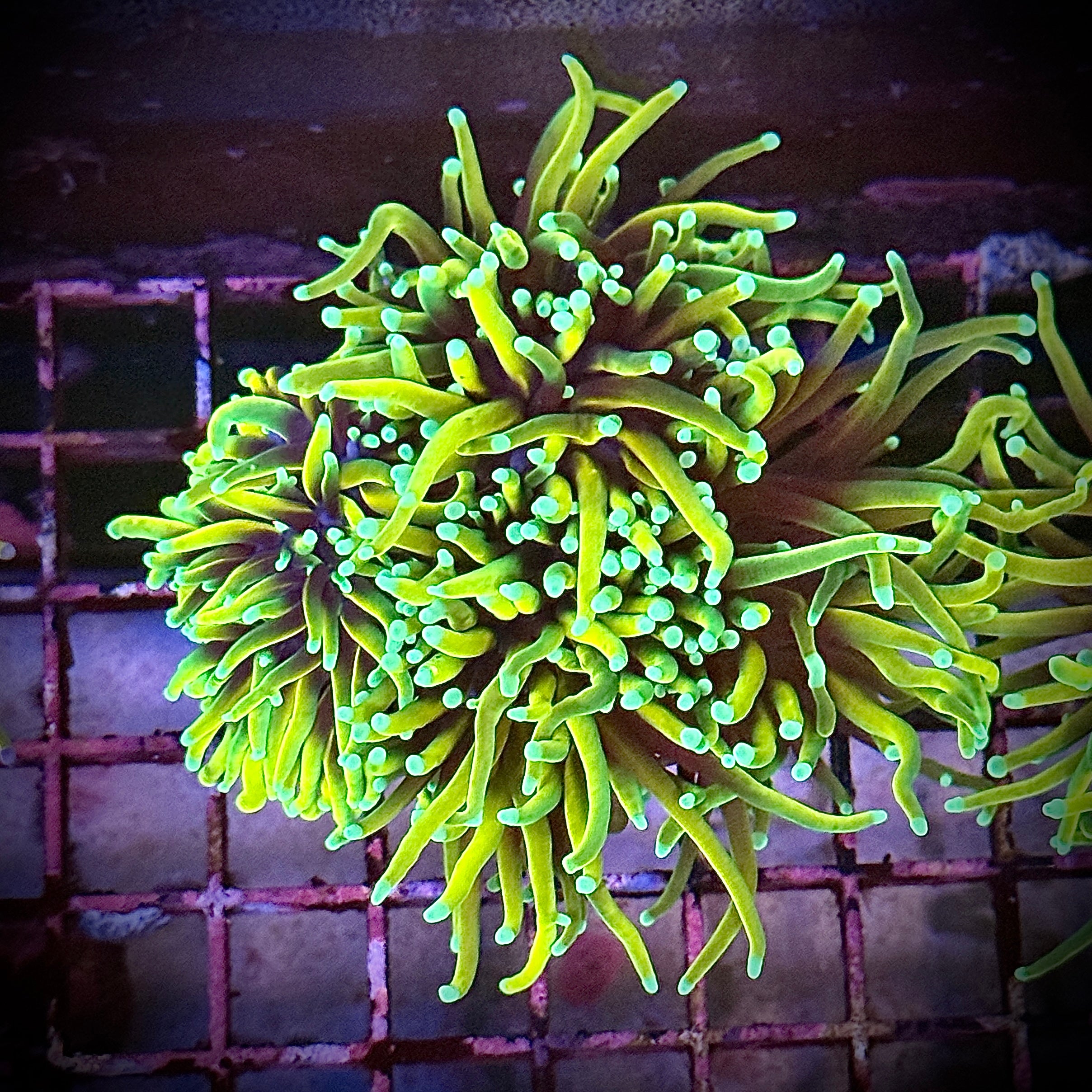 Freezer Burn Gold Torch Coral R5C7