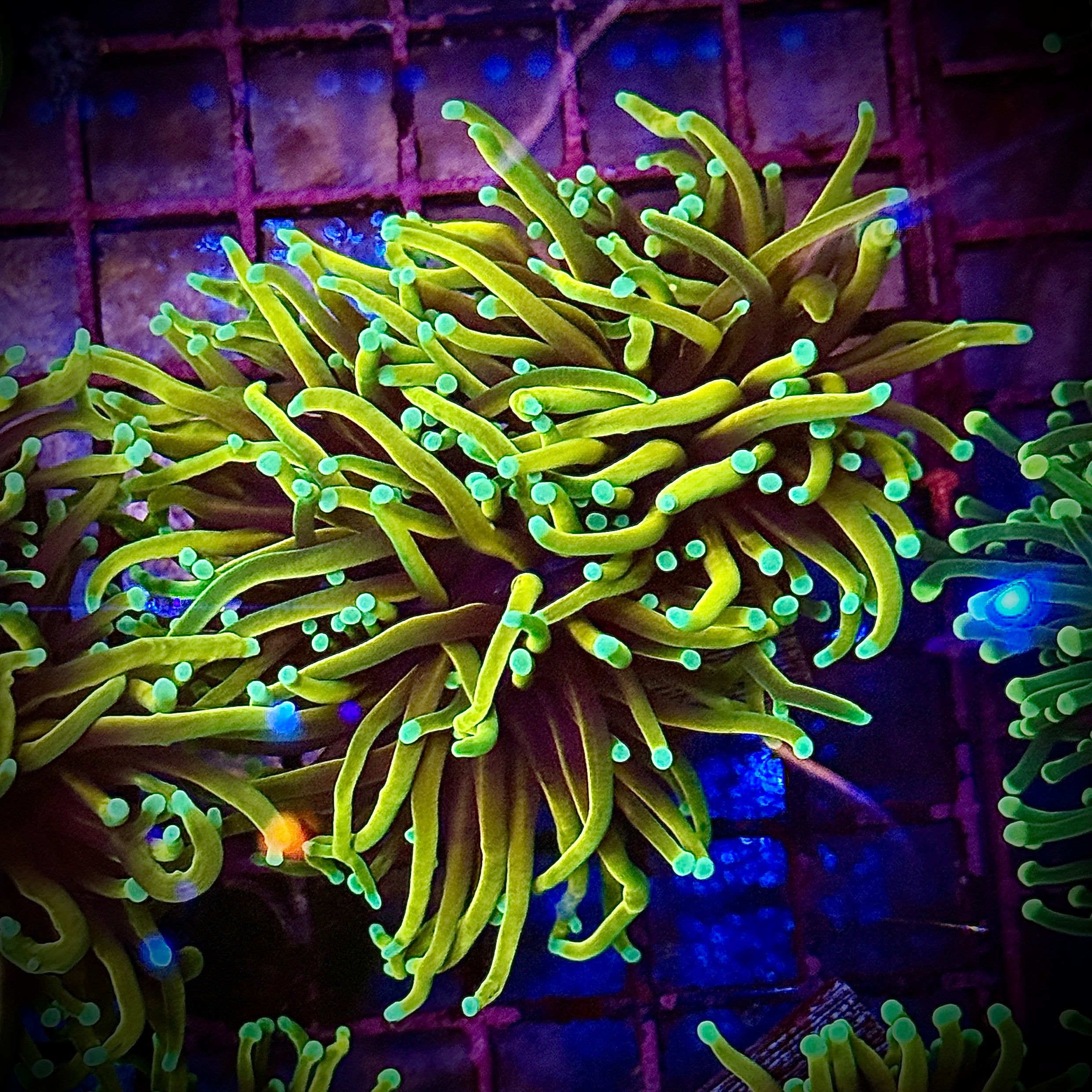 Dragon Soul Gold Torch Coral R5D3