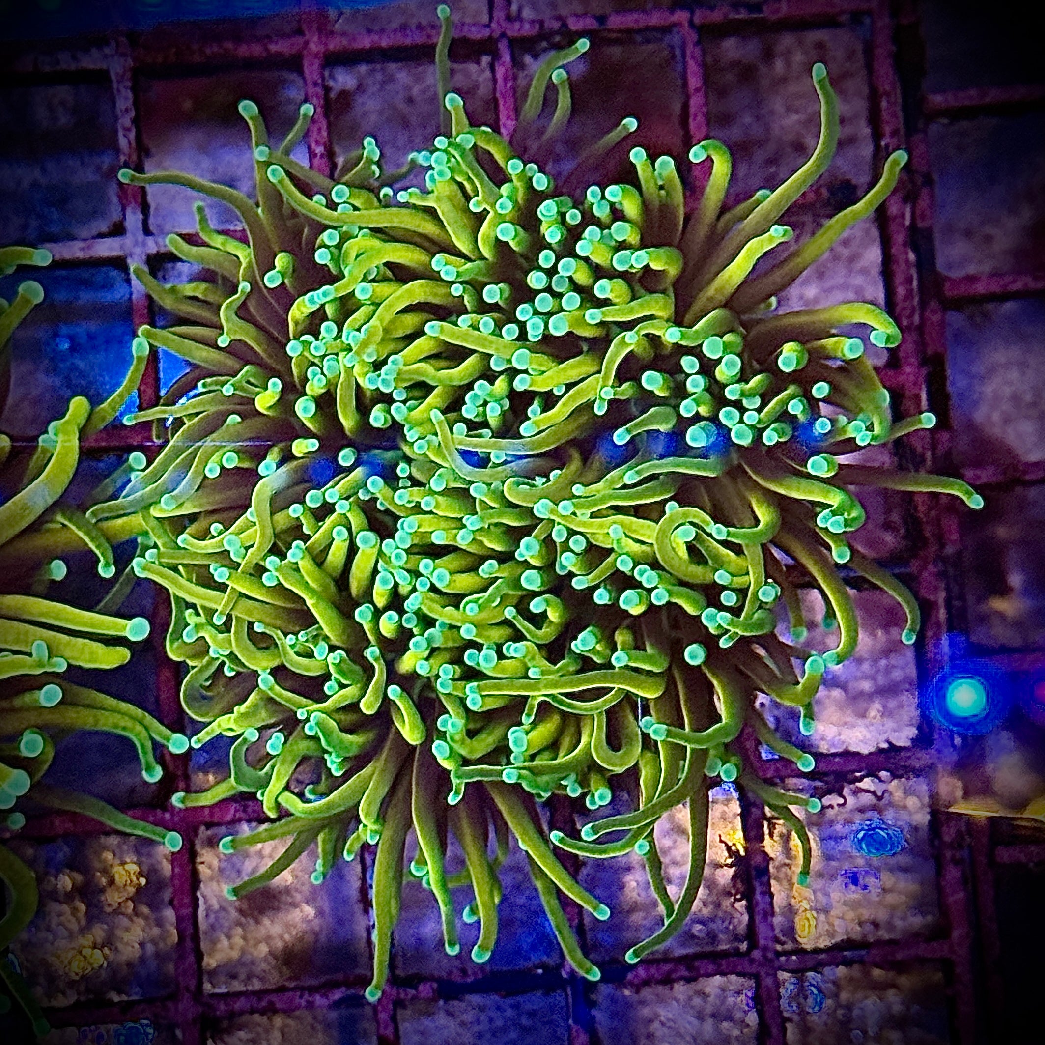 Dragon Soul Gold Torch Coral R5D4