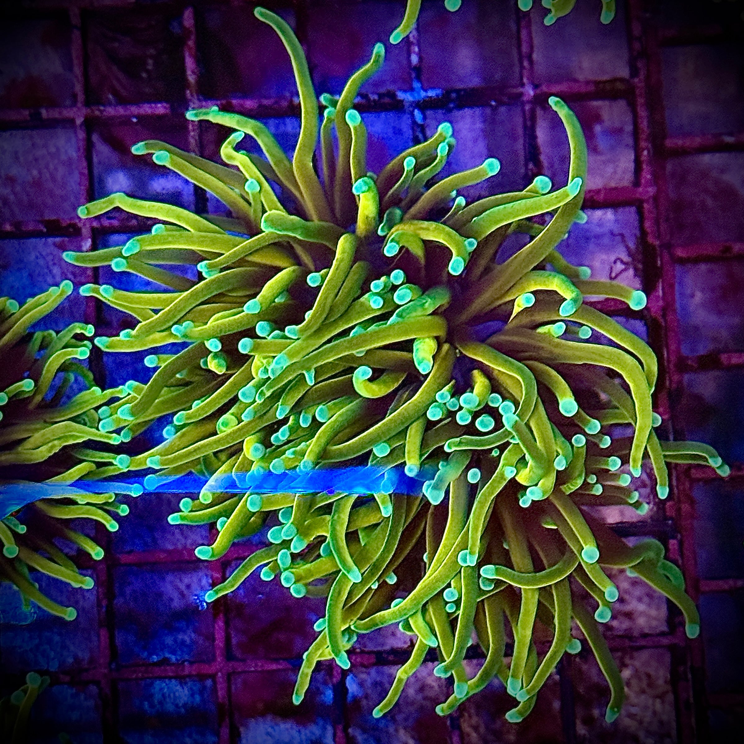 Dragon Soul Gold Torch Coral R5D5