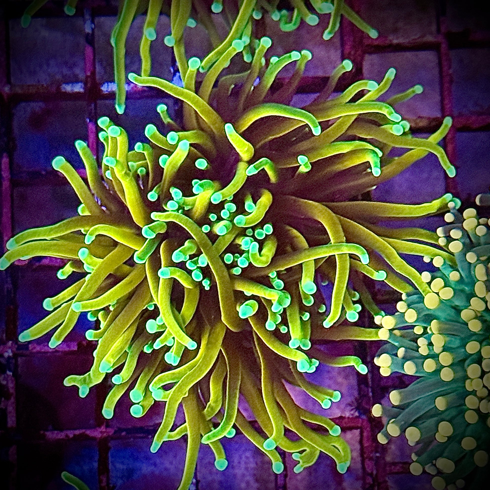 HellFire Gold Torch Coral R5D6