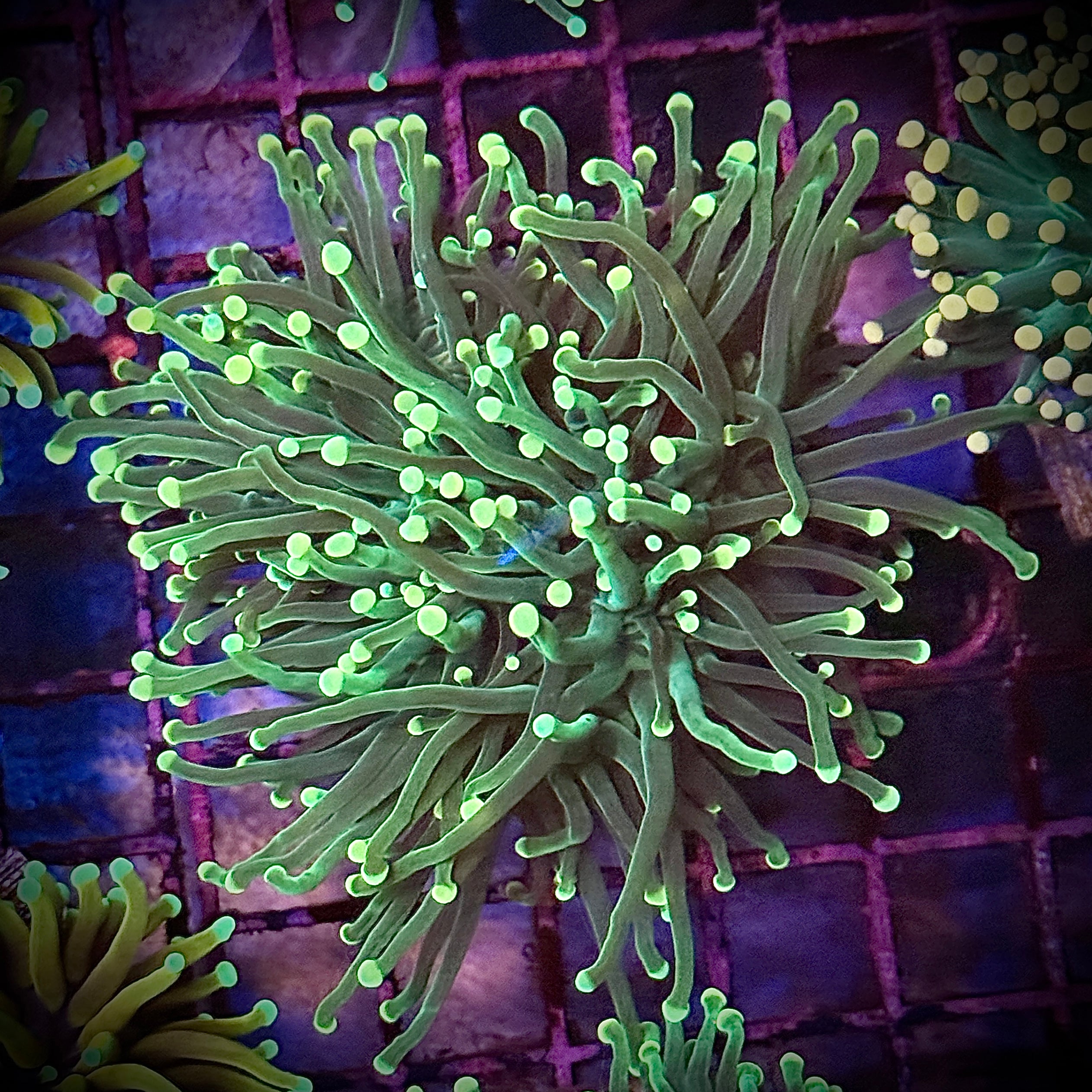 Green on Green Torch Coral R6A3