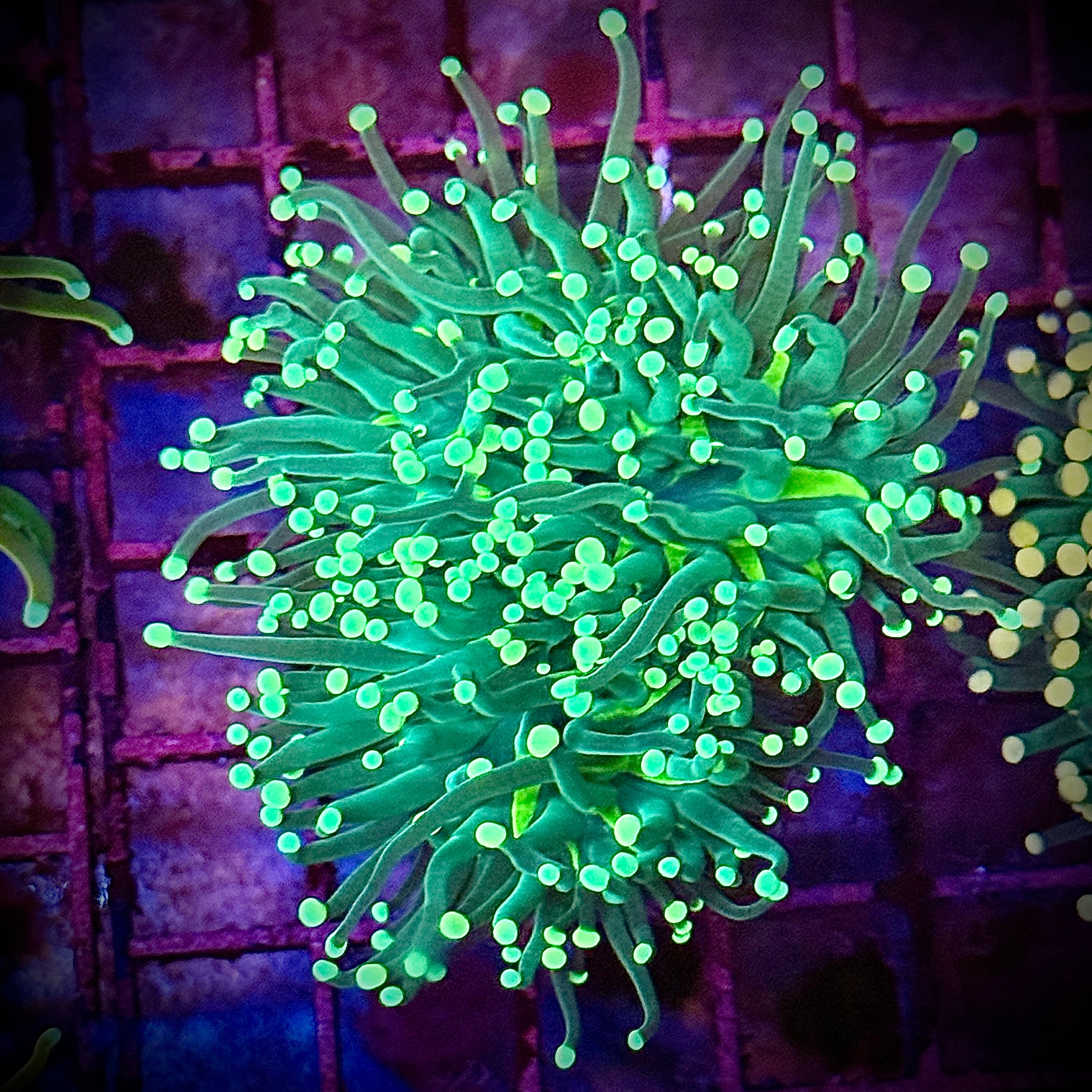 Bright Green on Green Torch Coral R6A5