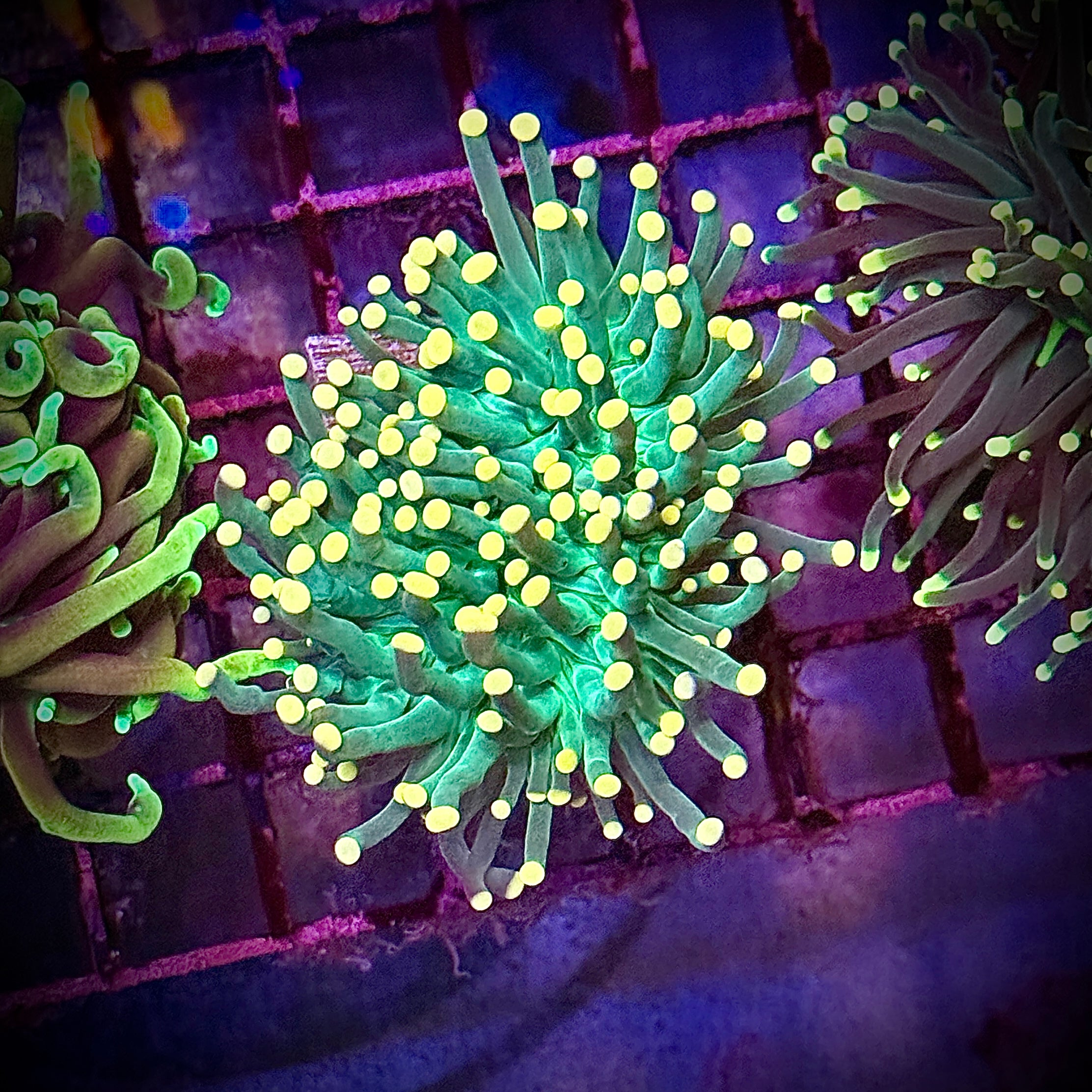 Green with Pink Tips Torch Coral R6B1
