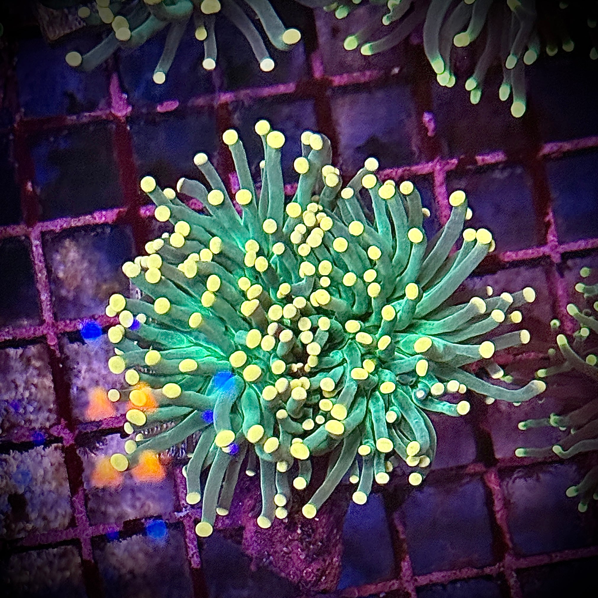 Green with Pink Tips Torch Coral R6B2