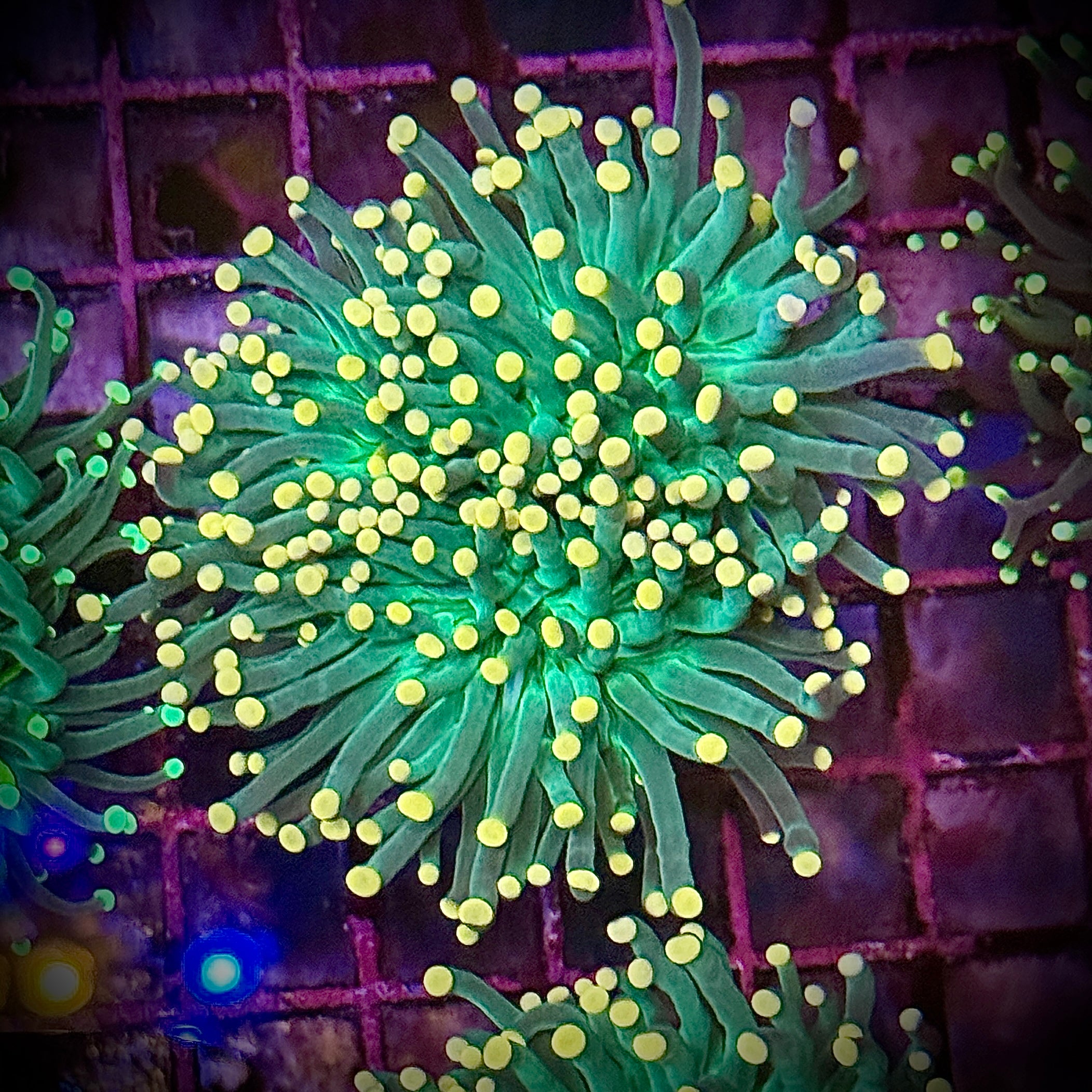 Green with Pink Tips Torch Coral R6B4