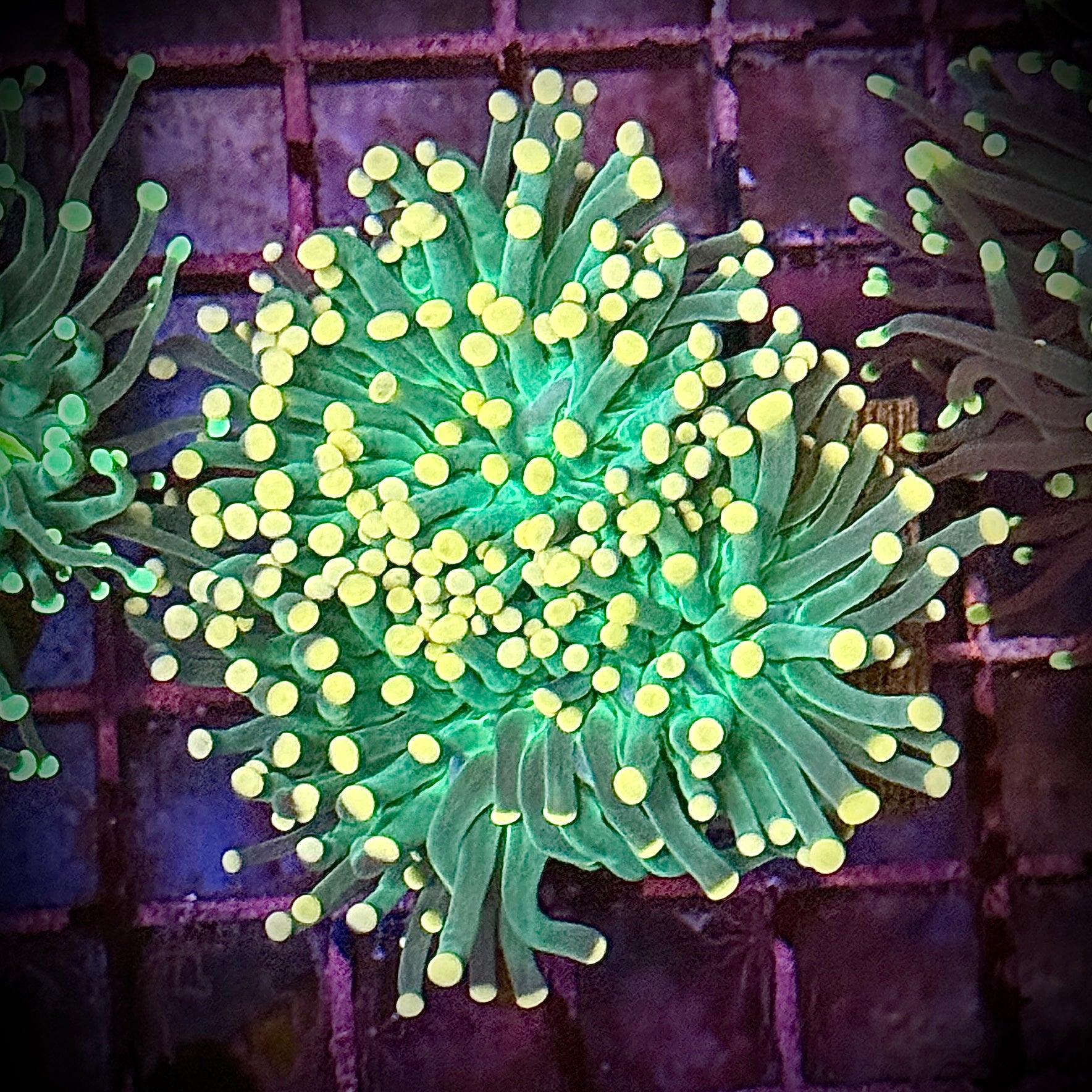 Green with Pink Tips Torch Coral R6B5