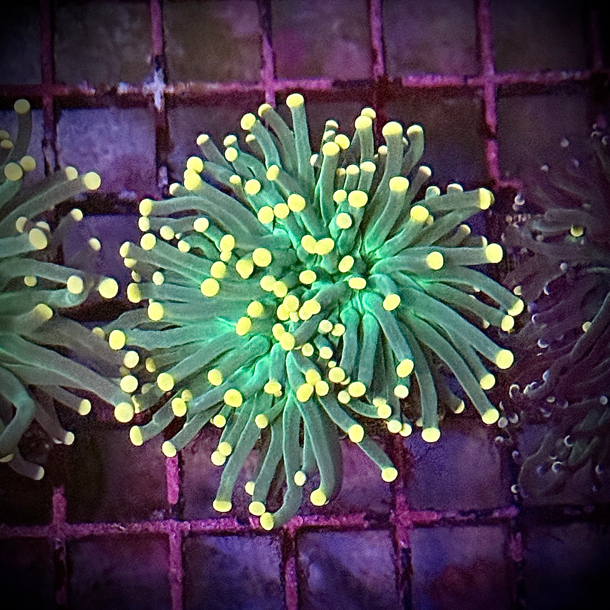 Green with Pink Tips Torch Coral R6B6