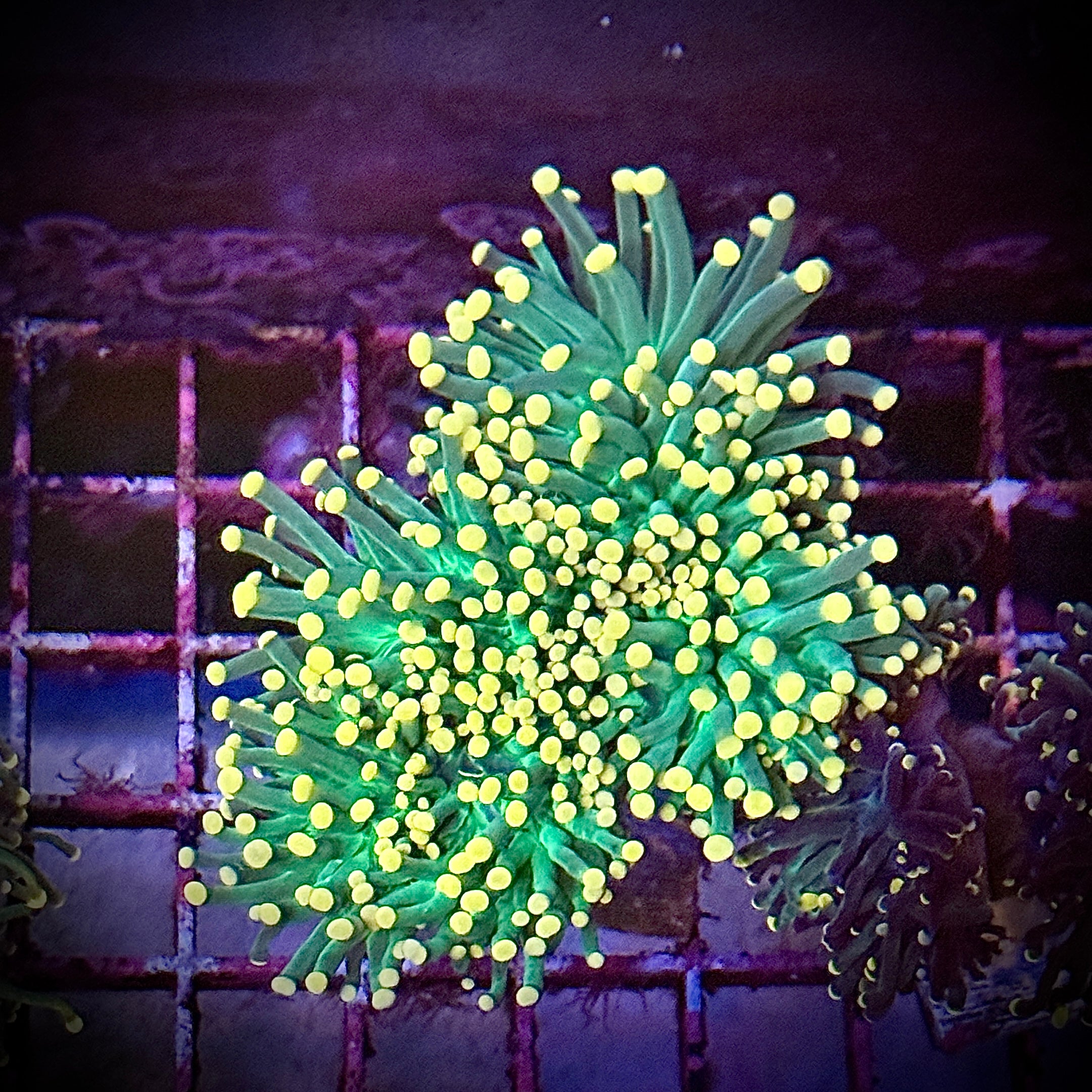 Green with Pink Tips Torch Coral R6B7