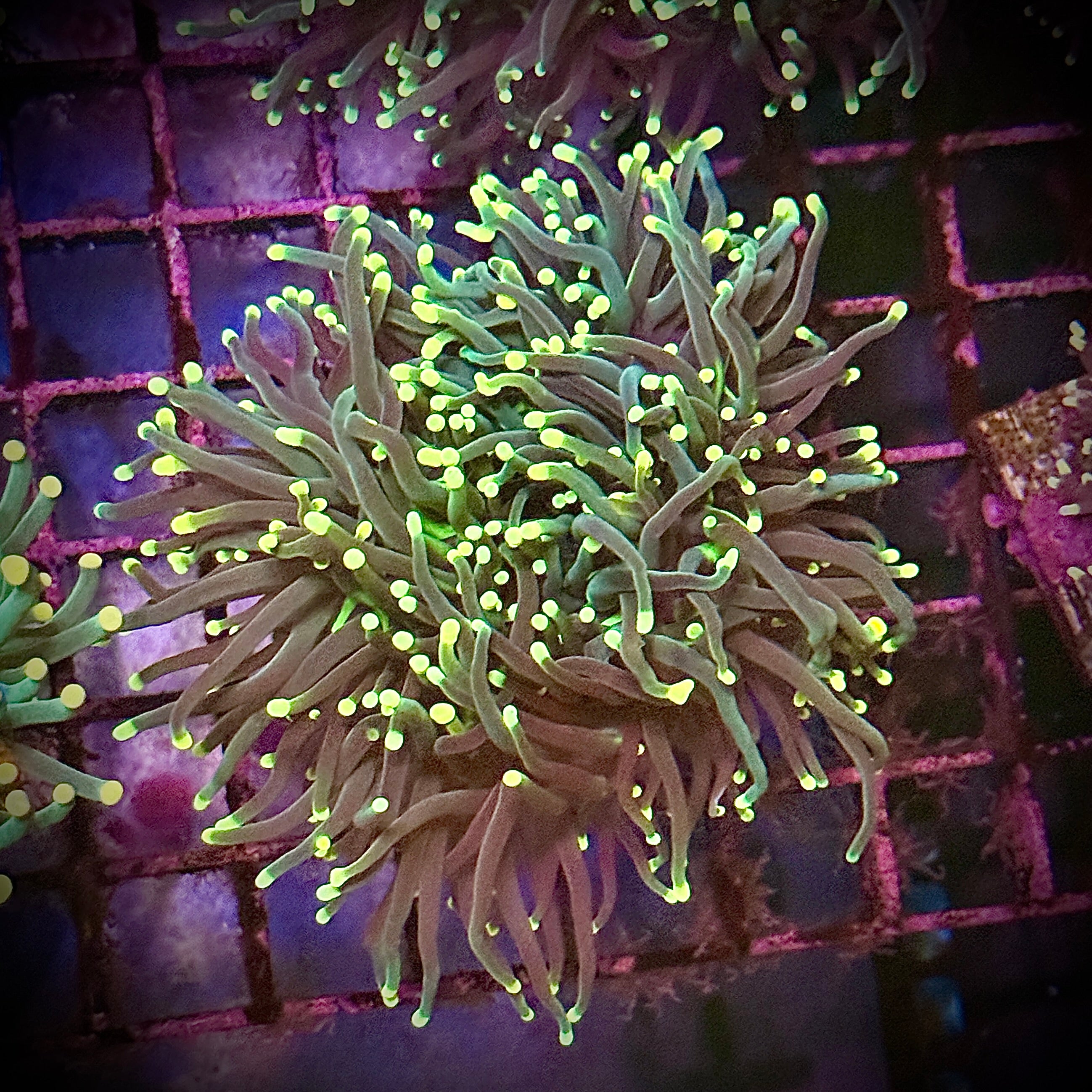 Rasta Torch Coral R6C1