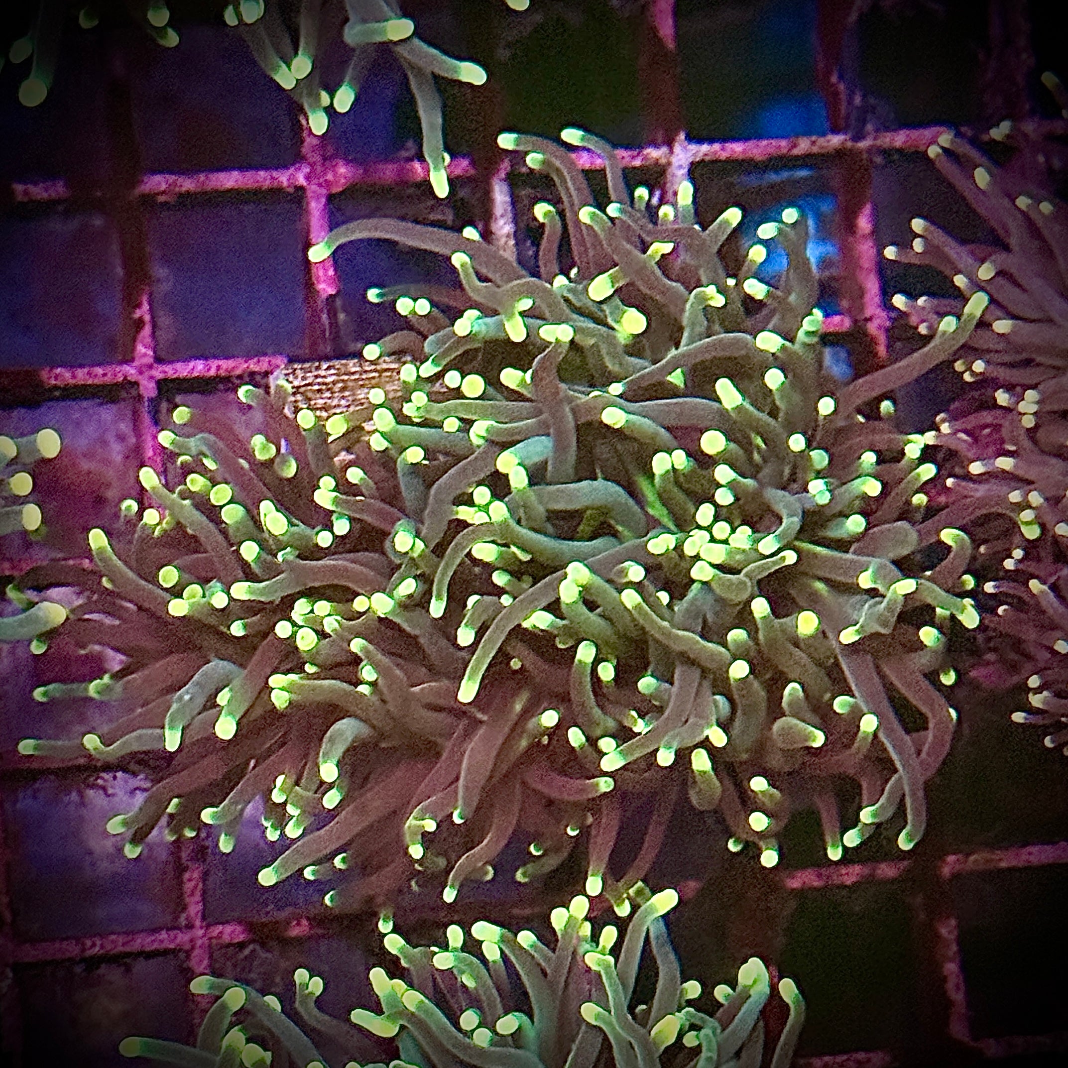 Rasta Torch Coral R6C2