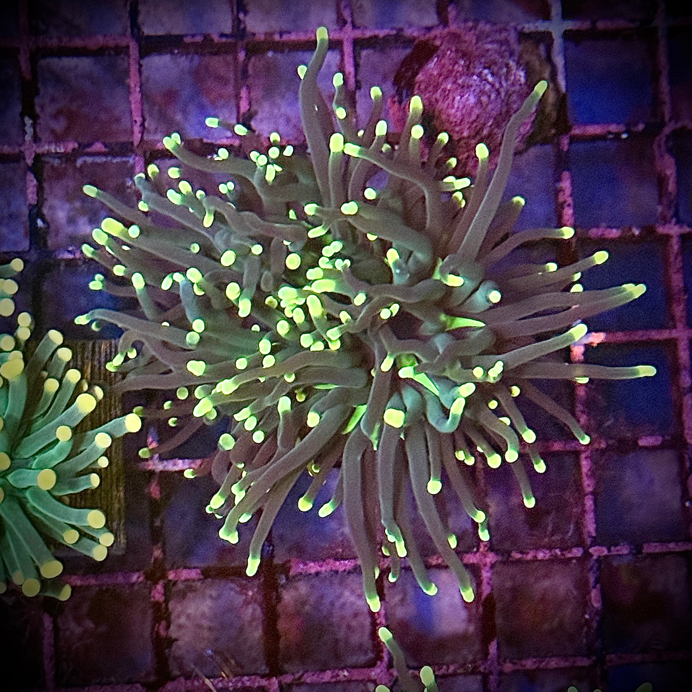 Hurricane Torch Coral R6C5