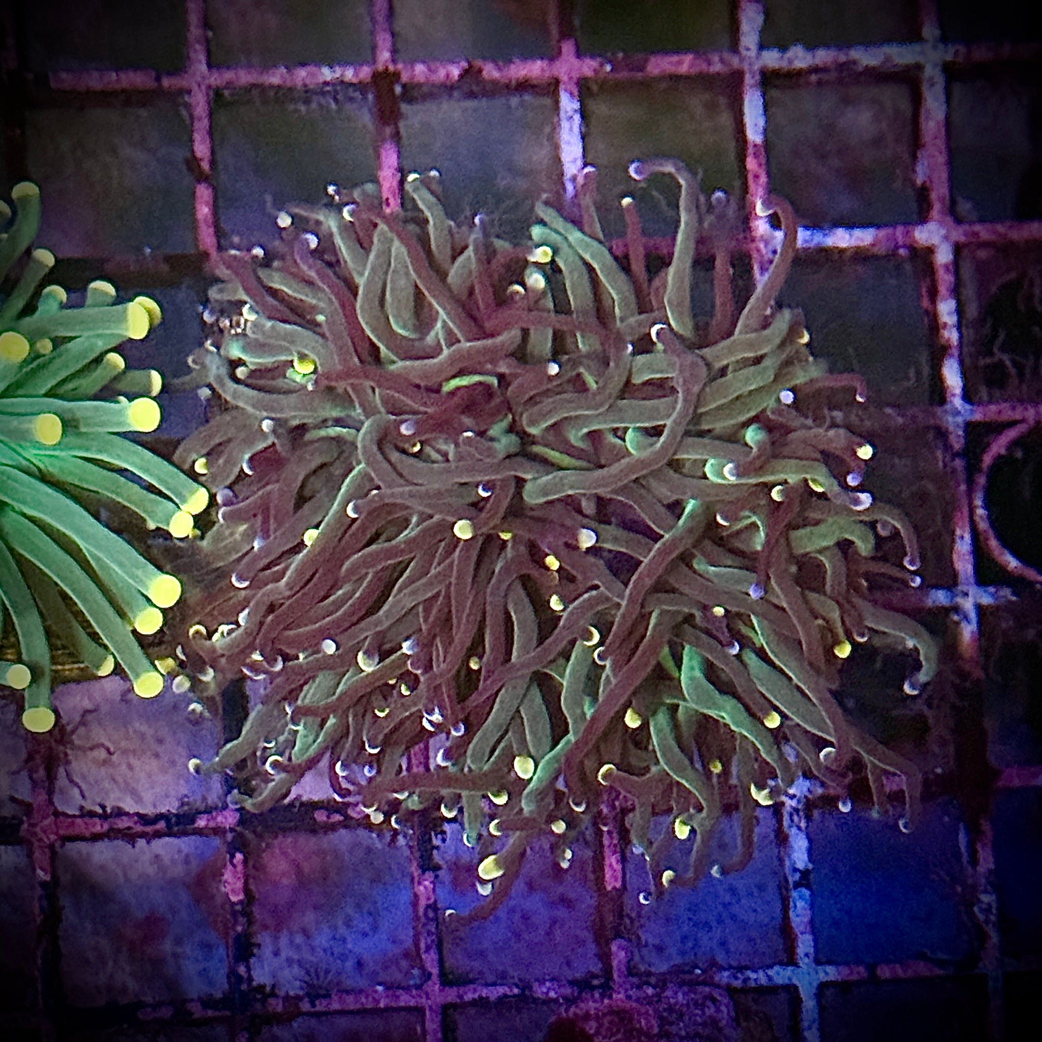 Dark Green Bi Color Torch Coral R6C6