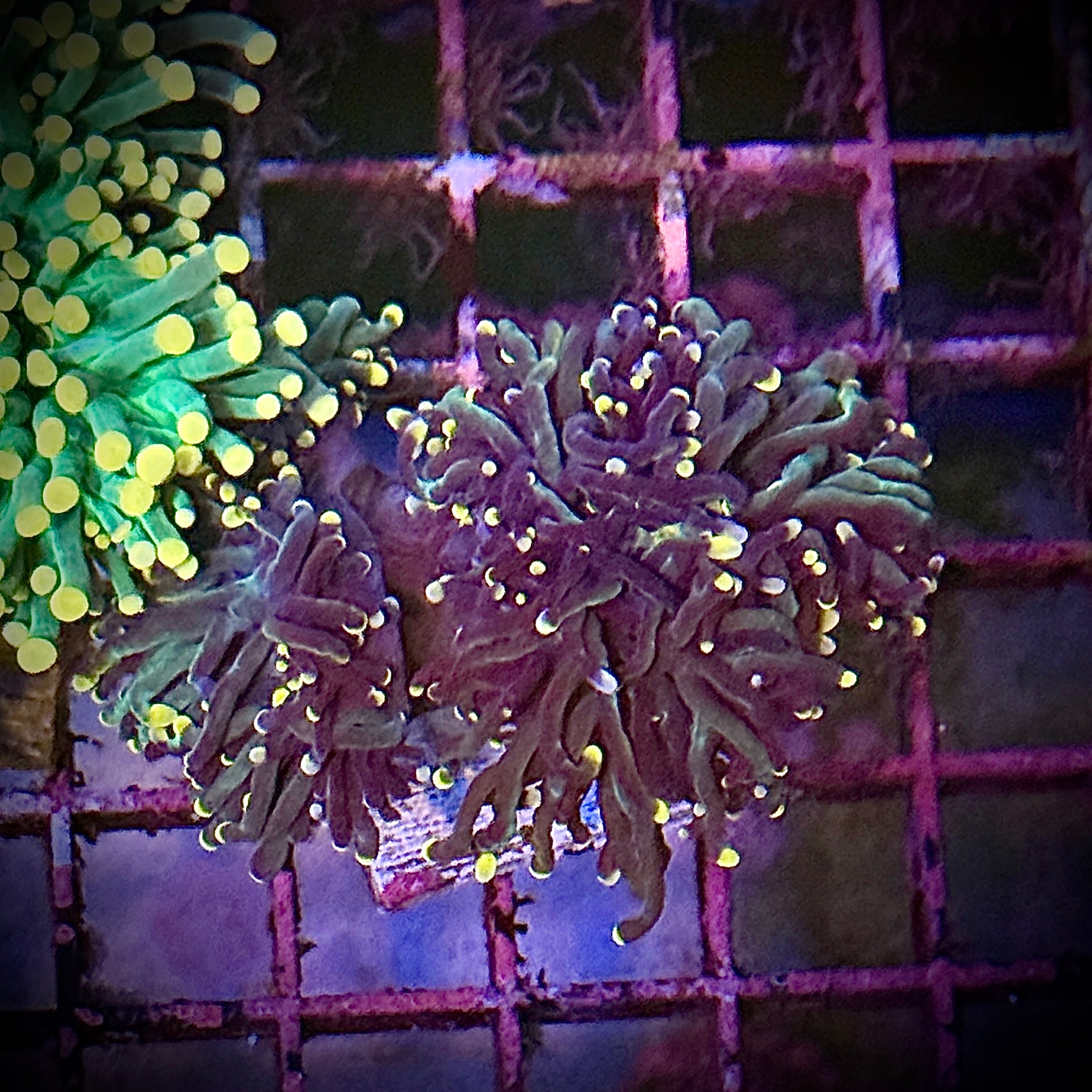 Dark Green Bi Color Torch Coral R6C7