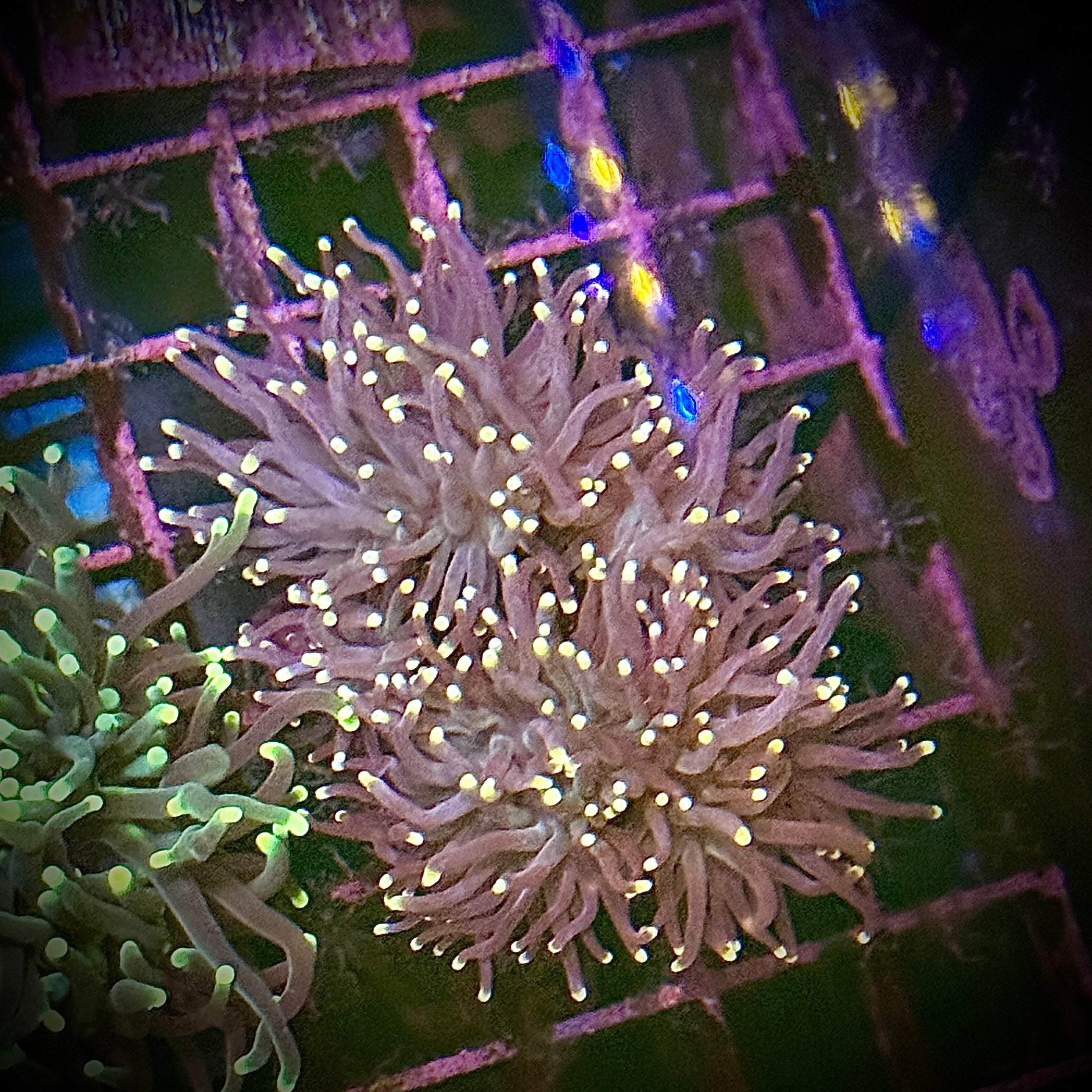 Purple with Pink Tips Torch Coral R6D2