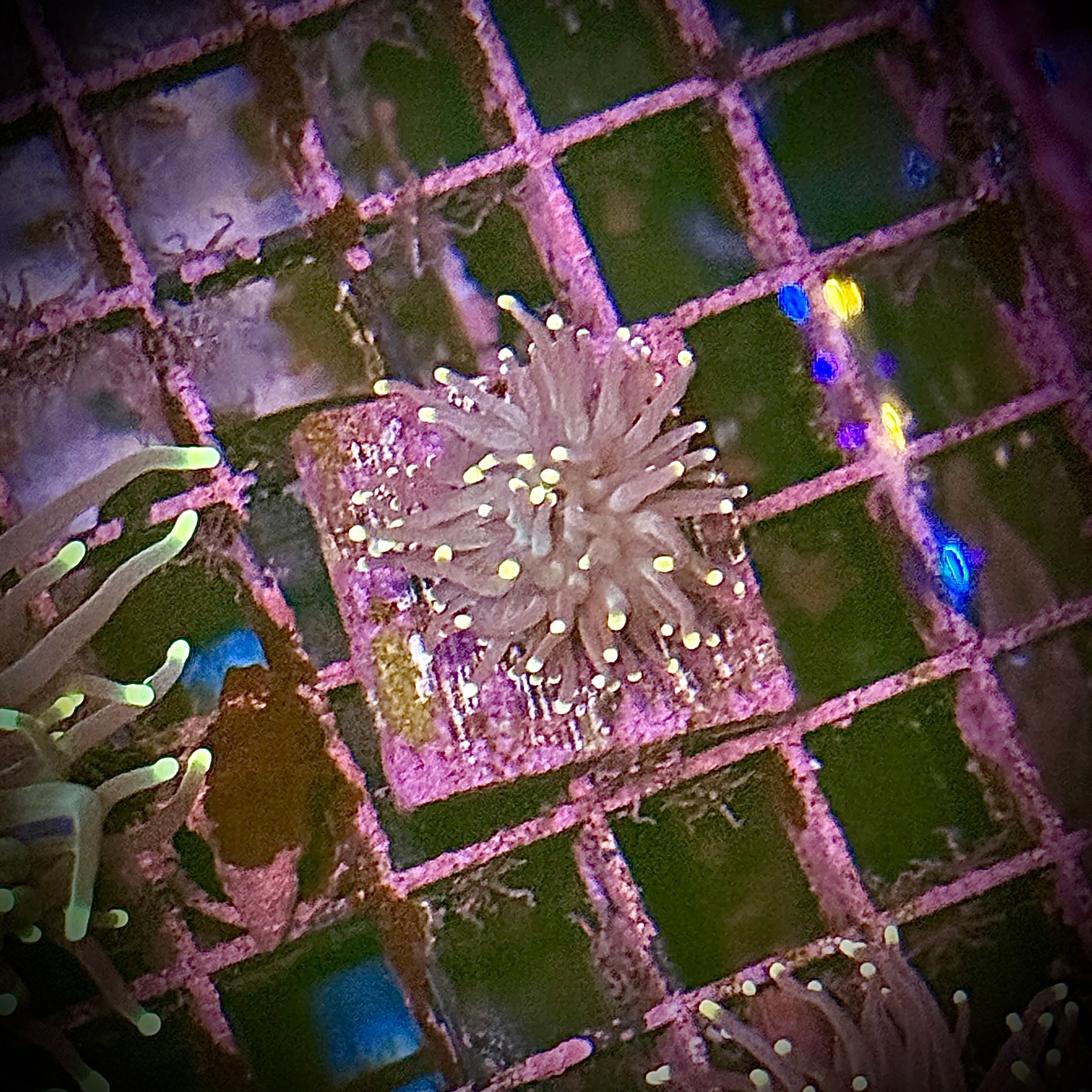 Purple with Pink Tips Torch Coral R6D3