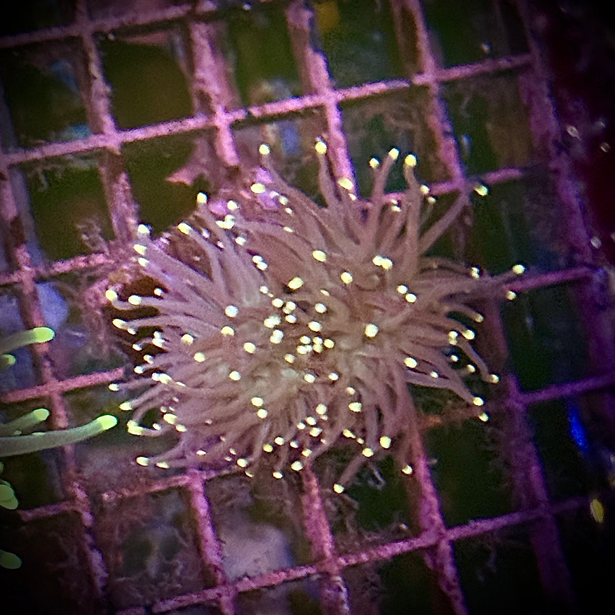 Purple with Pink Tips Torch Coral R6D4