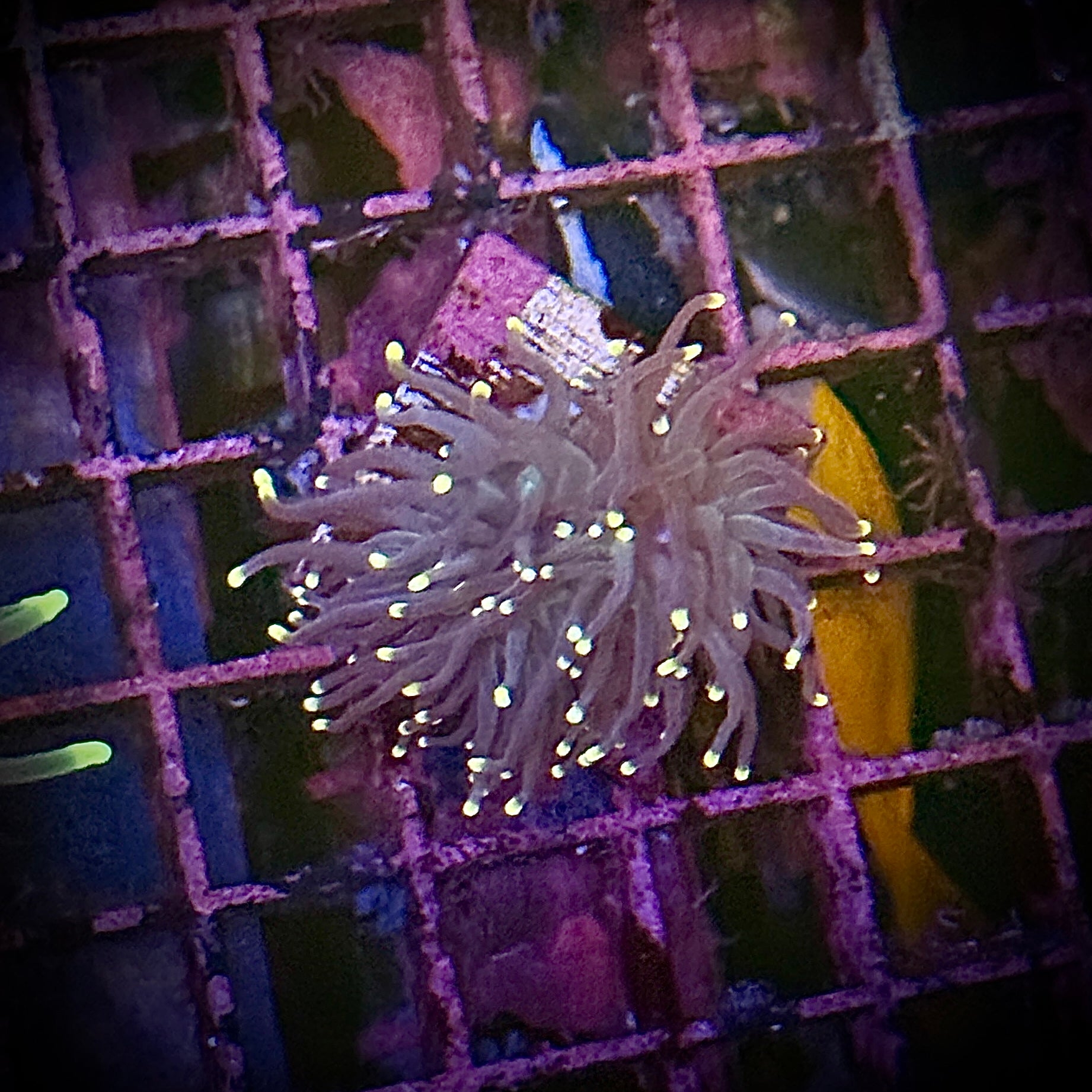 Purple with Pink Tips Torch Coral R6D5