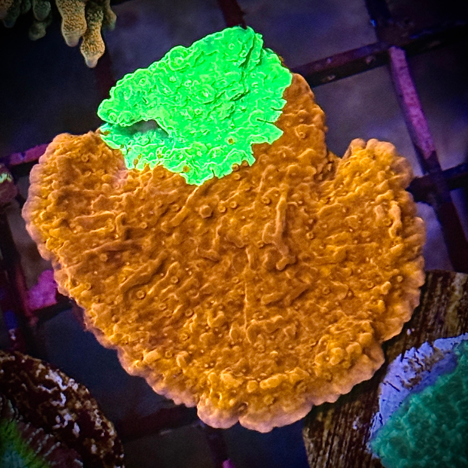 WWC Grafted Montipora Coral