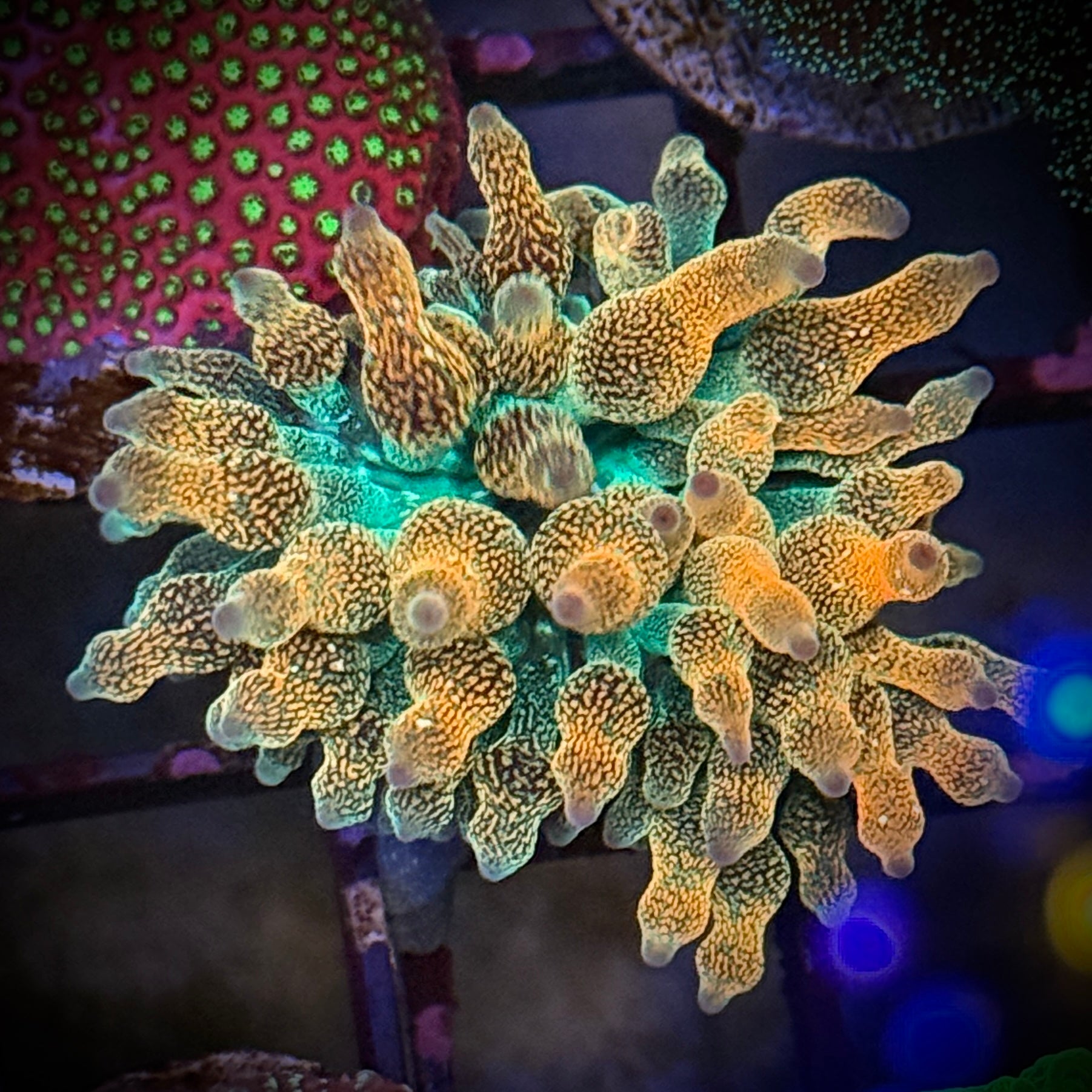 Ultra Rose Acid Speckled Bubble Tip Anemone