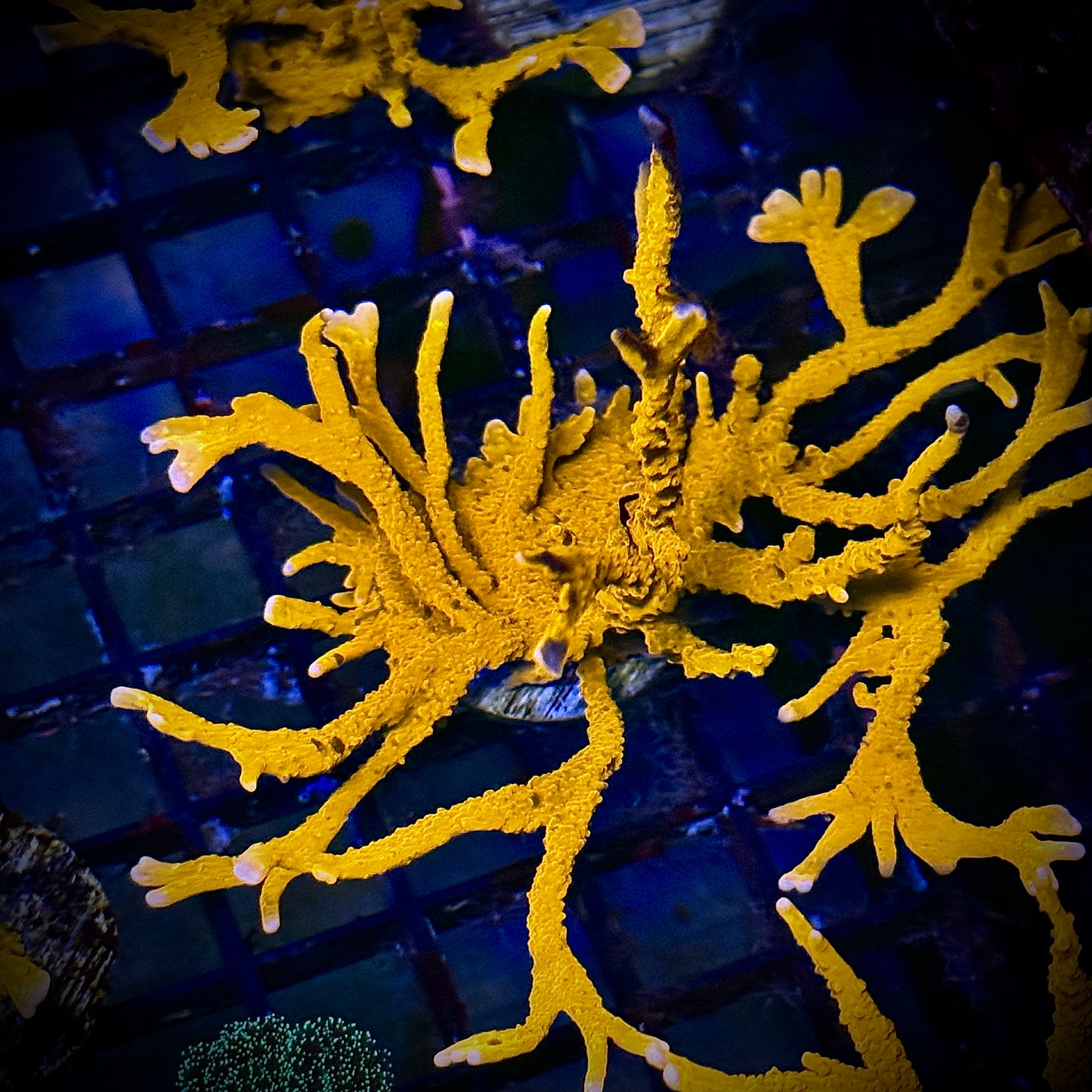 Aquacultured ACI Manilla Spy Coral Frag