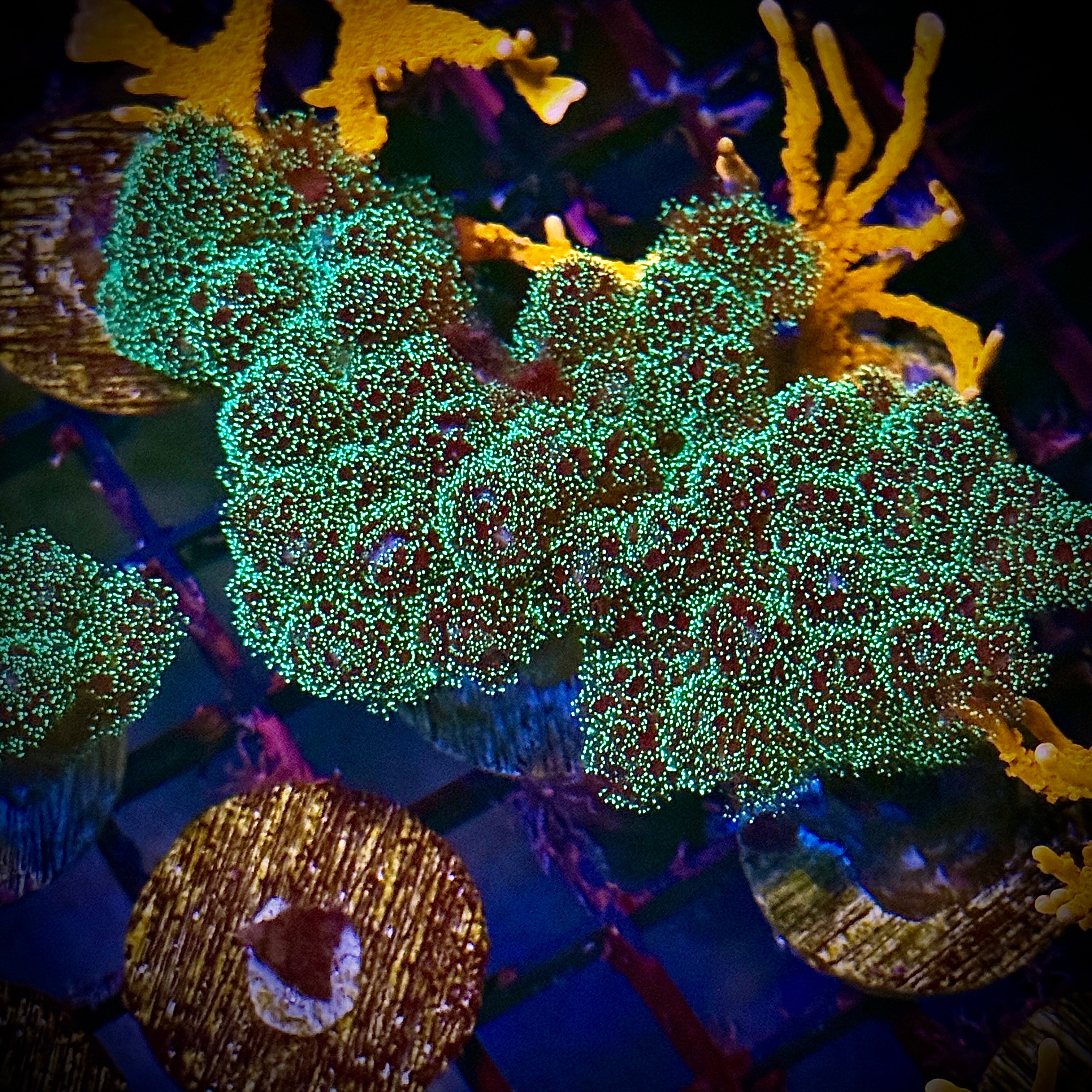 Aquacultured Fuzzy Green Pocillopora Coral Frag