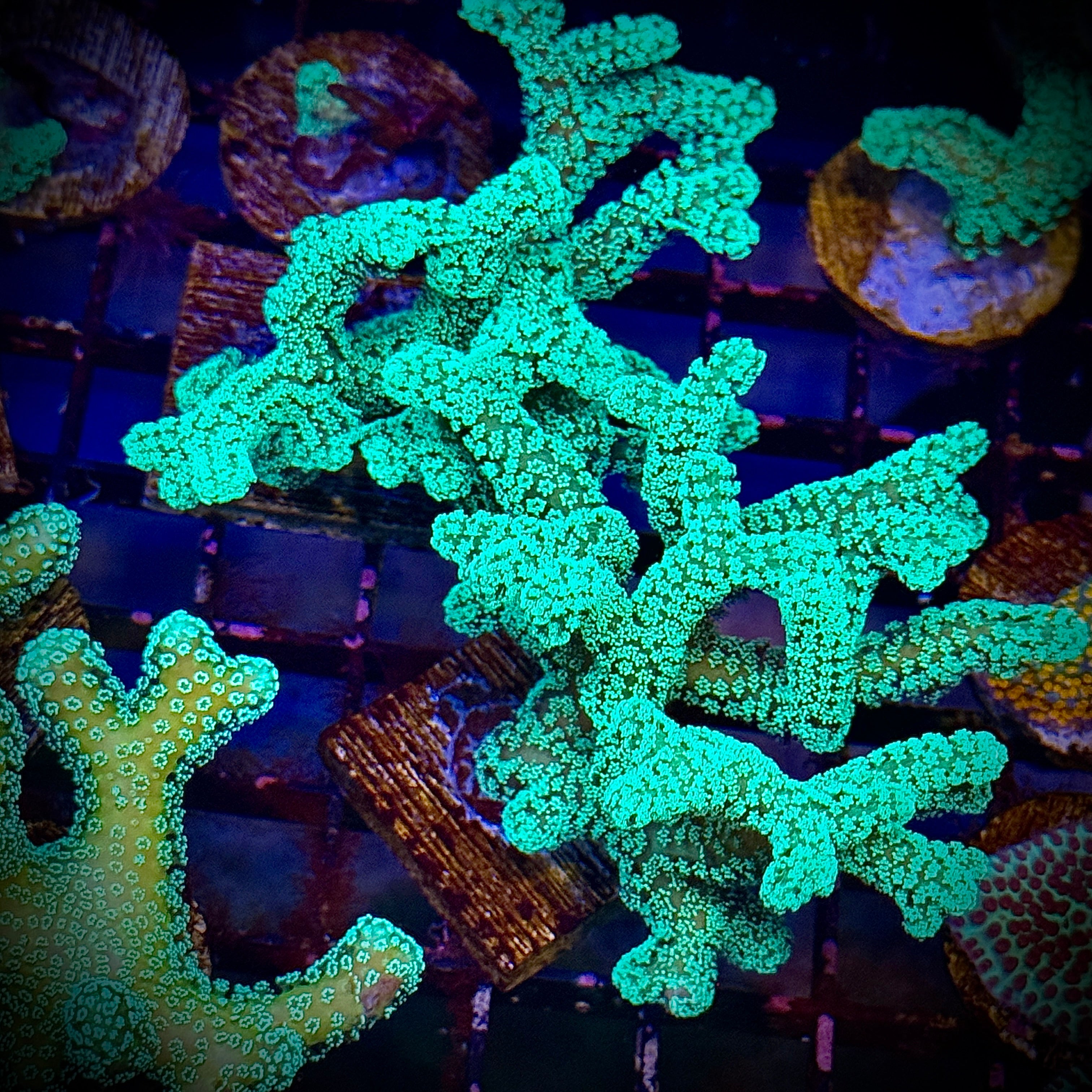 Aquacultured Green Birdsnest Coral Frag