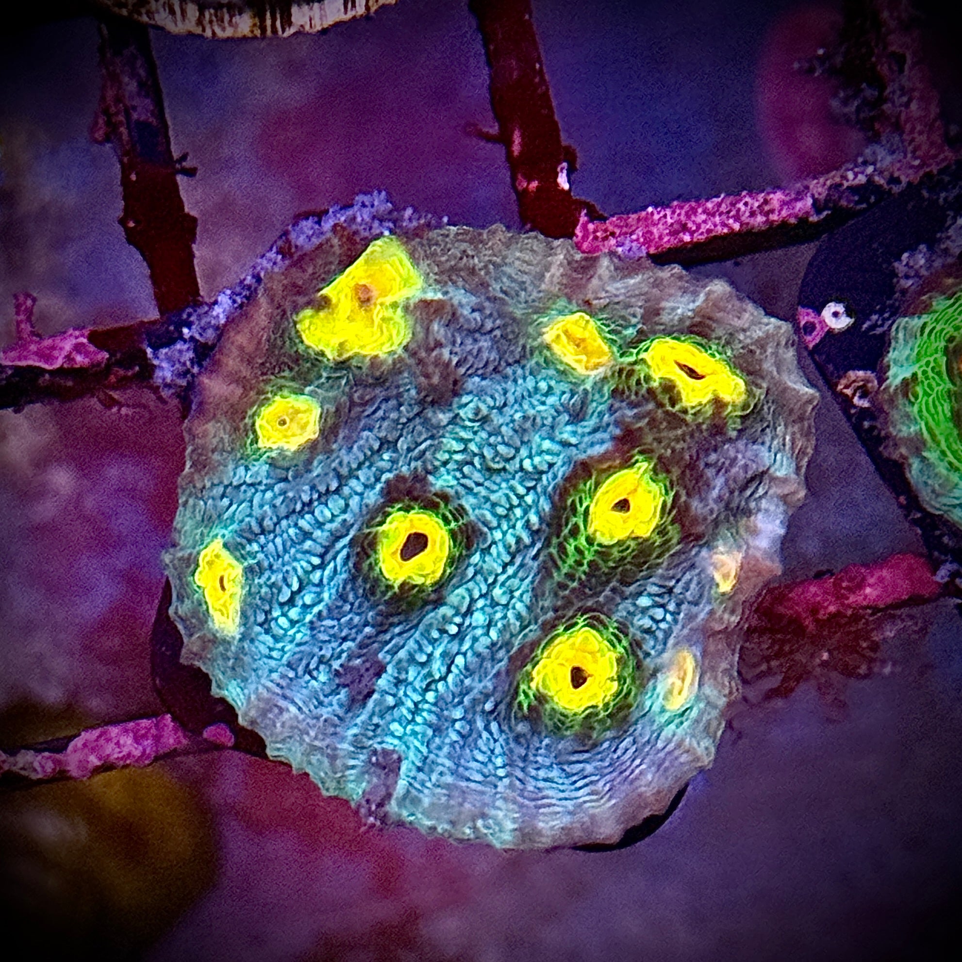 Solar Flare Chalice Coral Frag