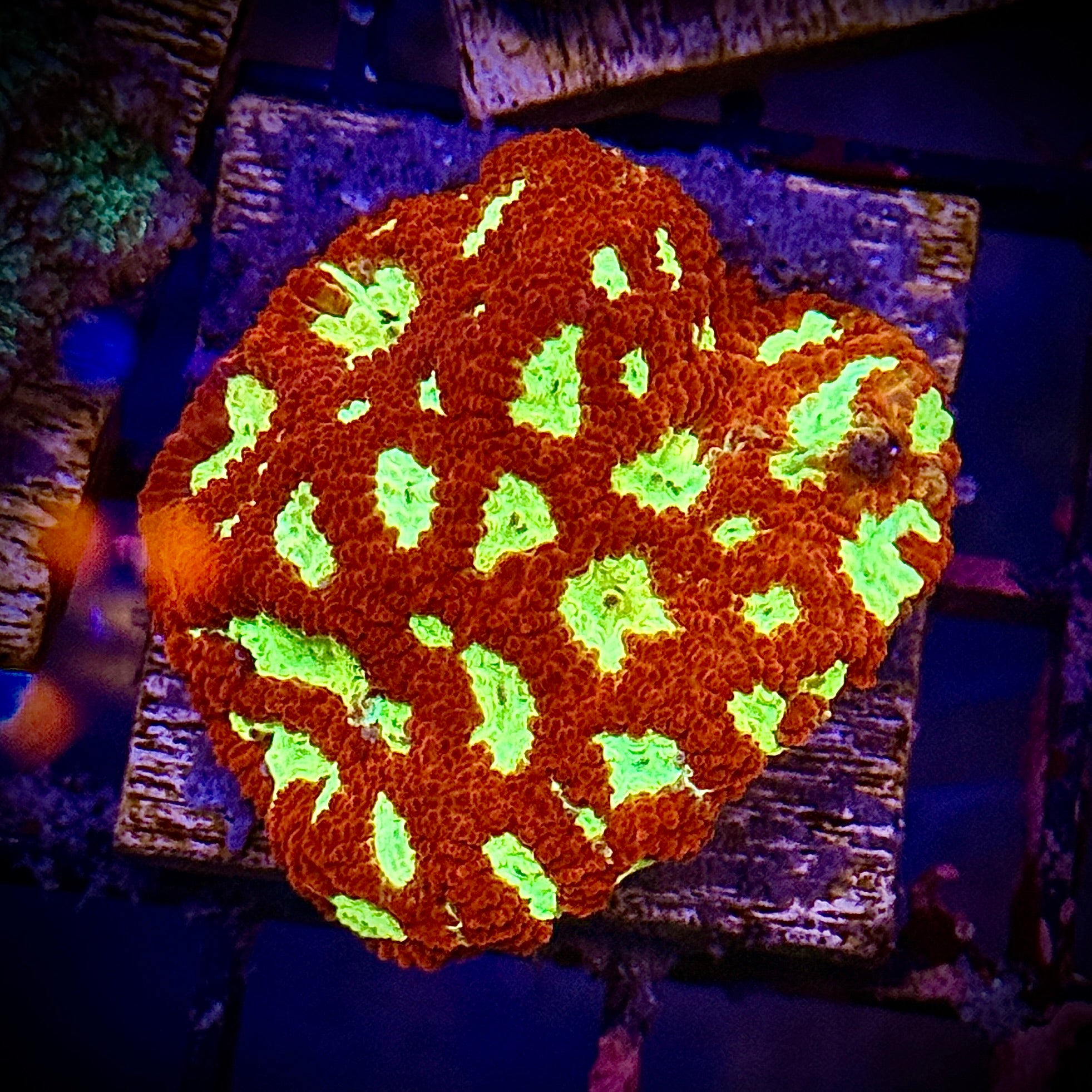 Red and Gold Favites Frag