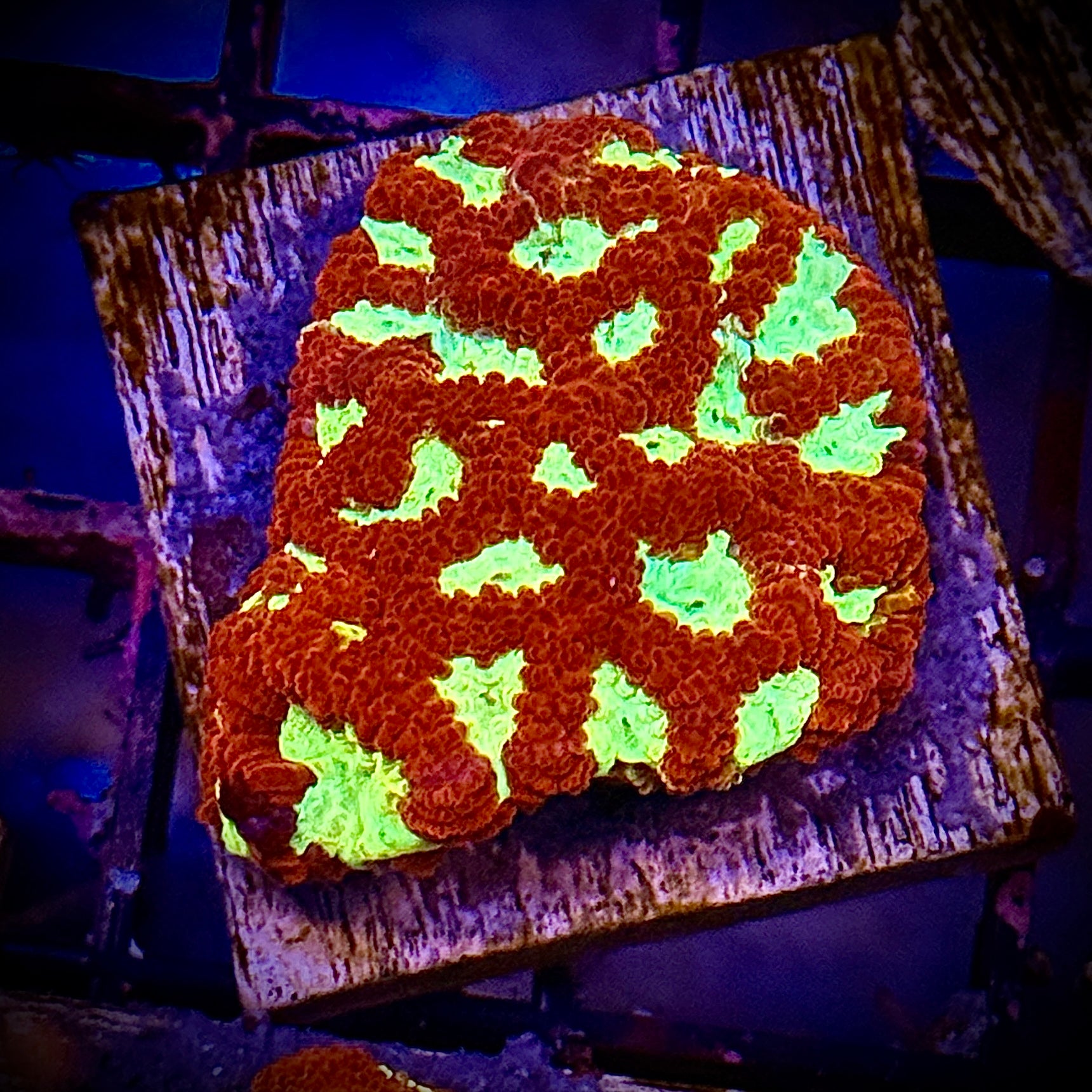 Red and Gold Favites Frag