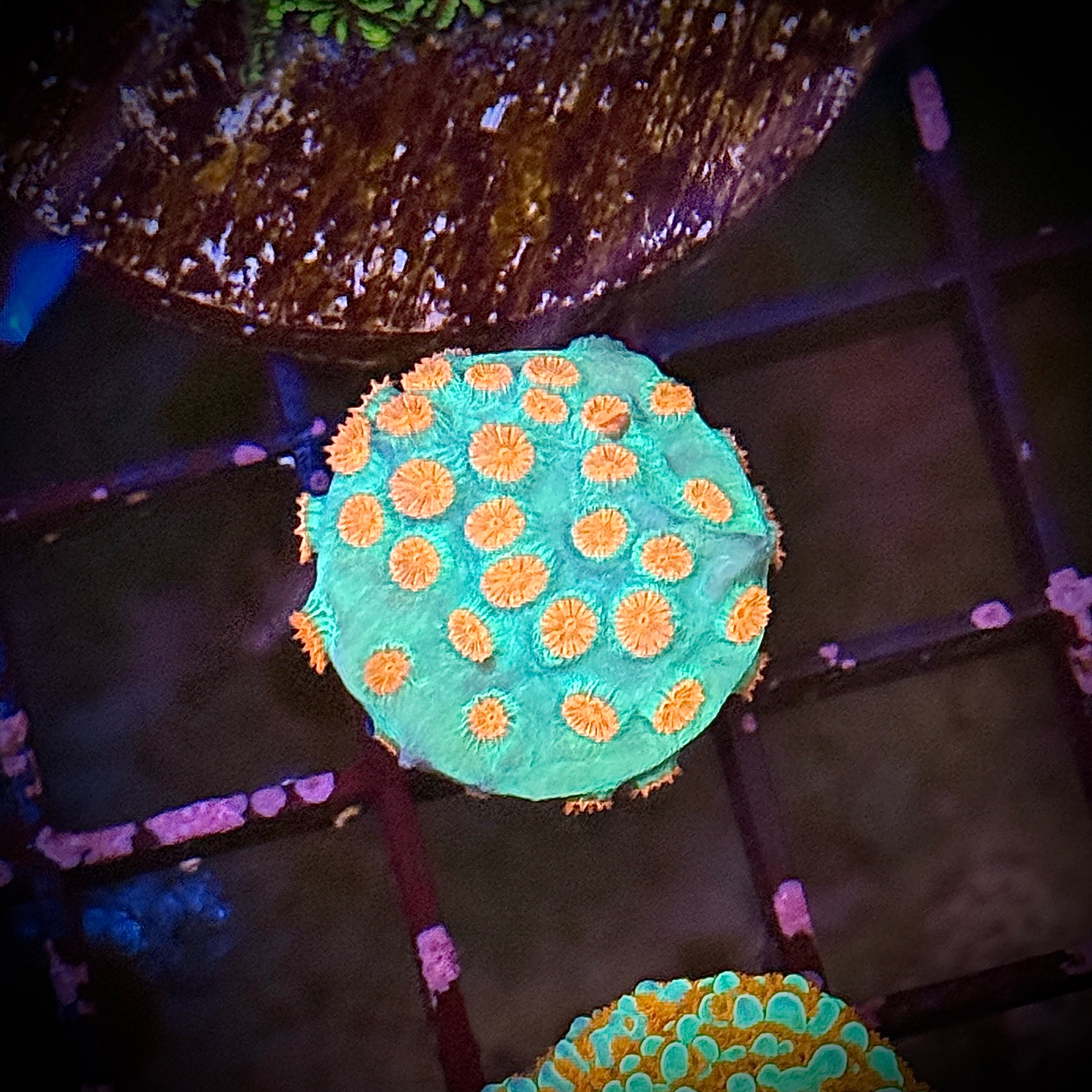 Jingle Bells Cyphastrea Coral Frag