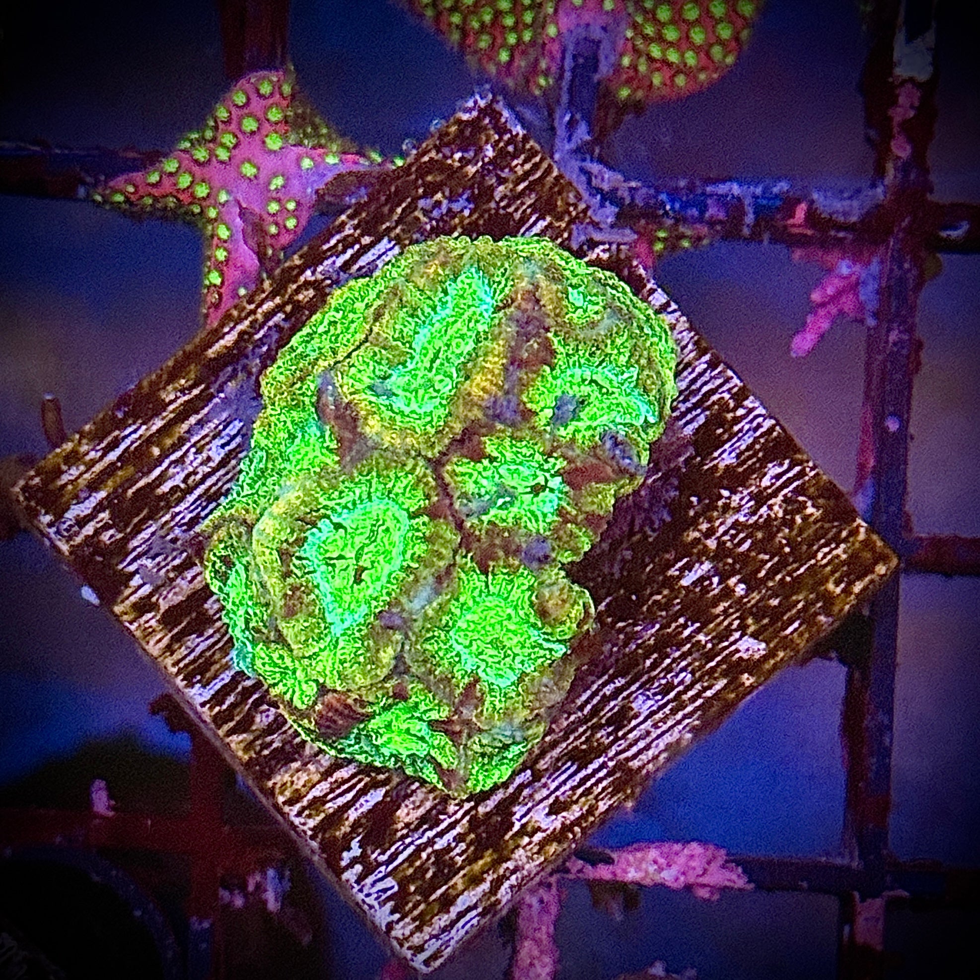 Gold and Red Favia Frag