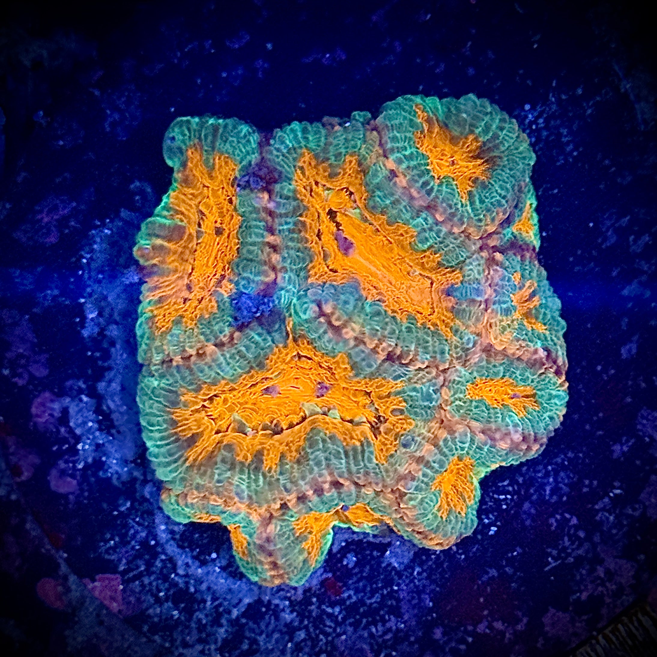 Ultra Chunky Green and Orange Acan Frag
