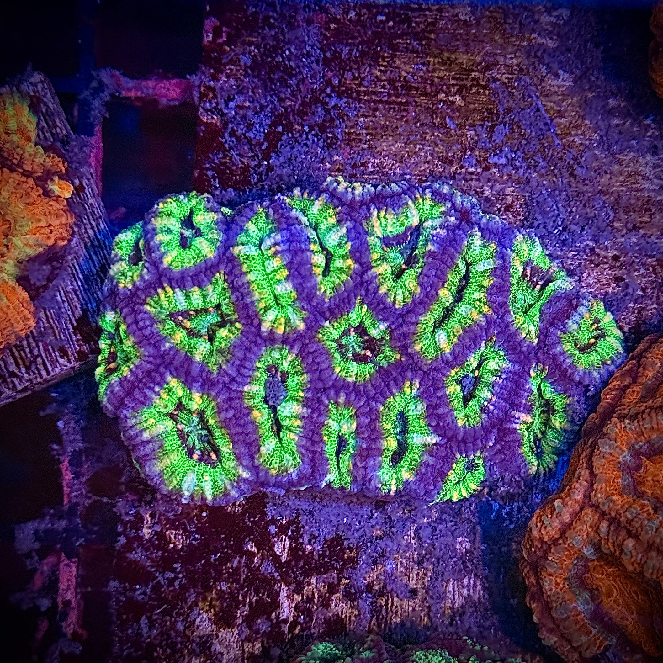 Ultra Striped Green and Purple Rainbow Acan Frag