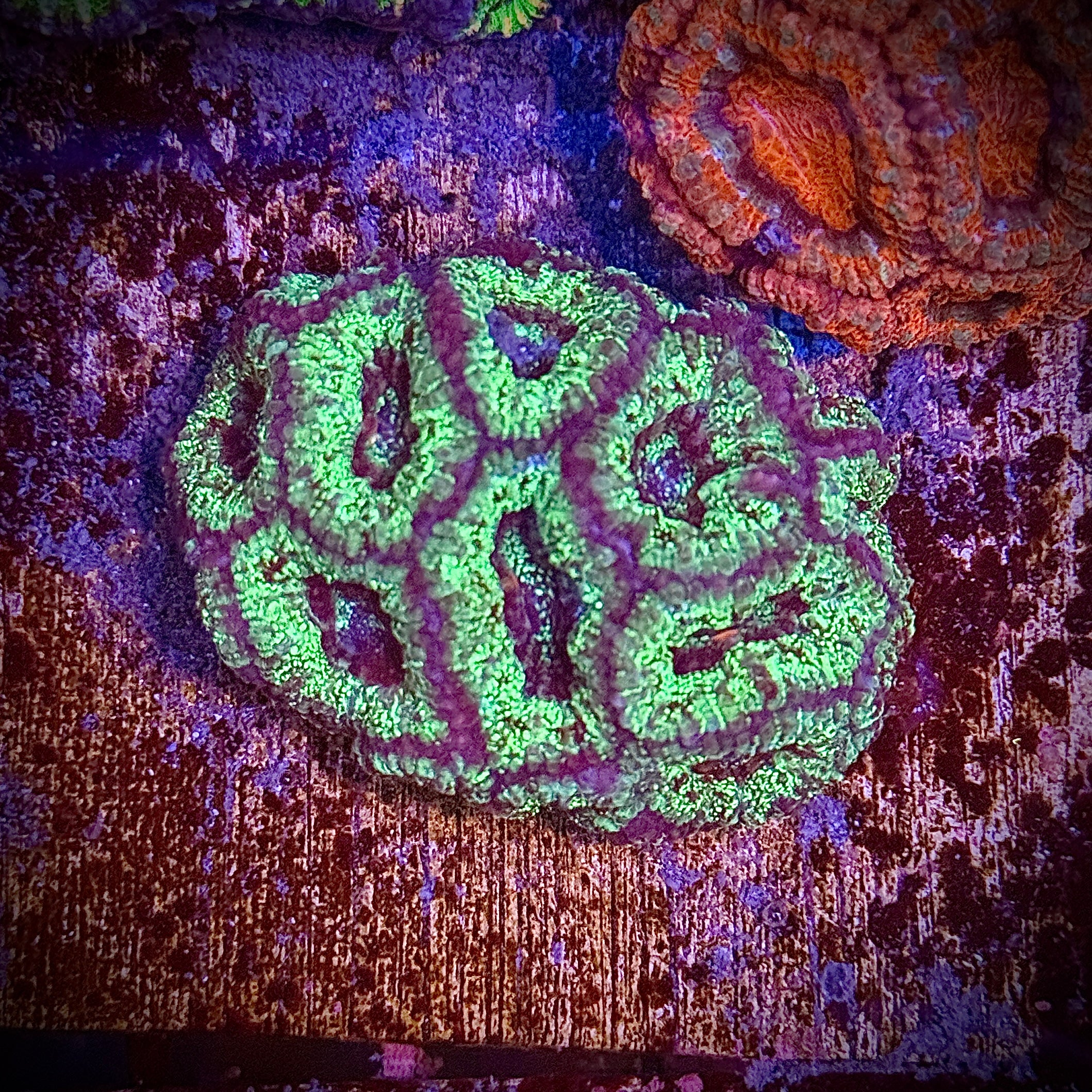 Green Splatter Acan Frag
