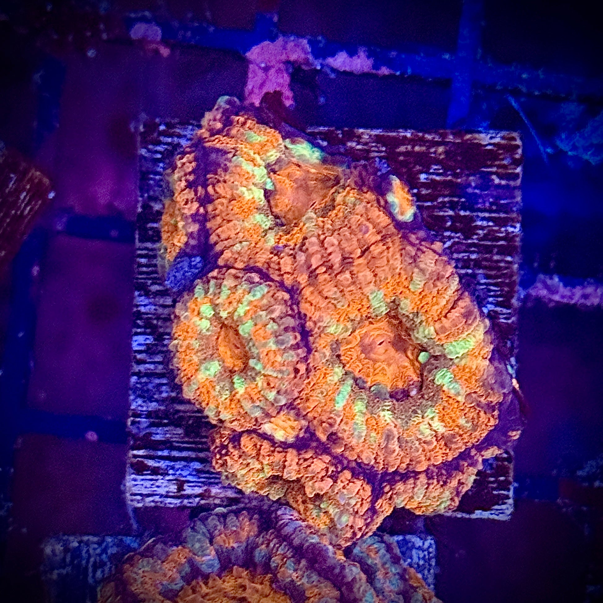 Red Striped Acan Frag