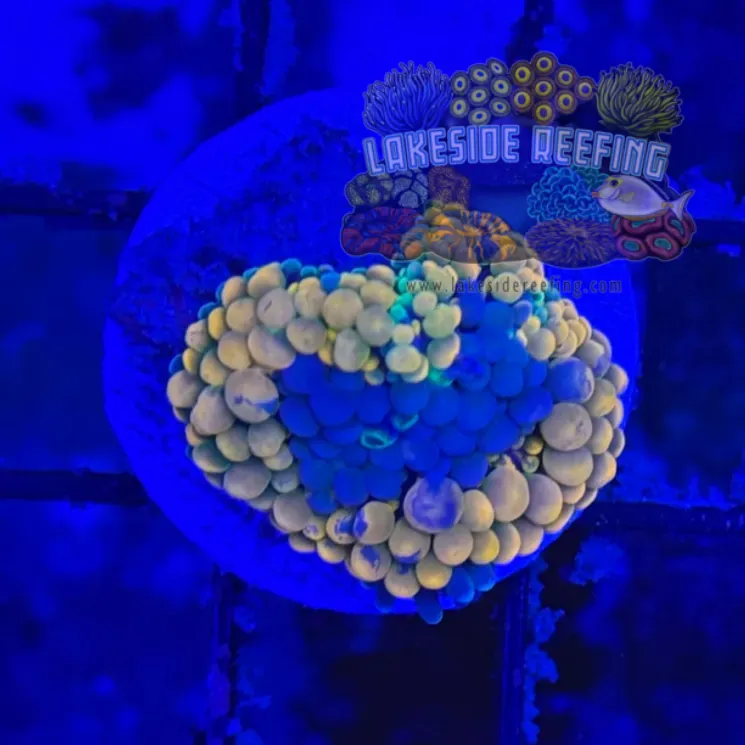 Ultra Ricordia Mushroom A1