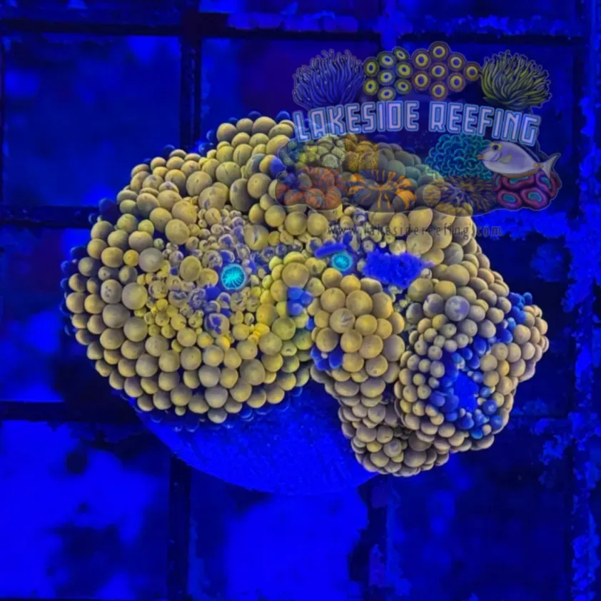 Ultra Ricordia Mushroom A2