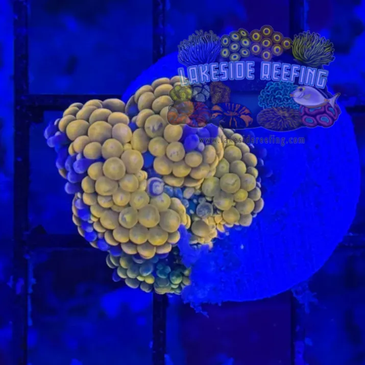 Ultra Ricordia Mushroom A3